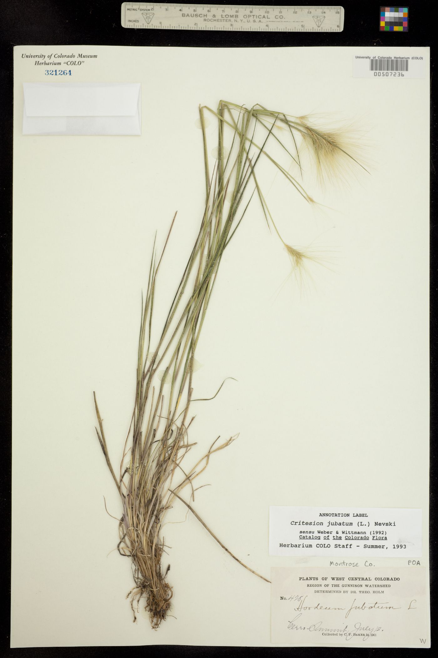 Hordeum jubatum image