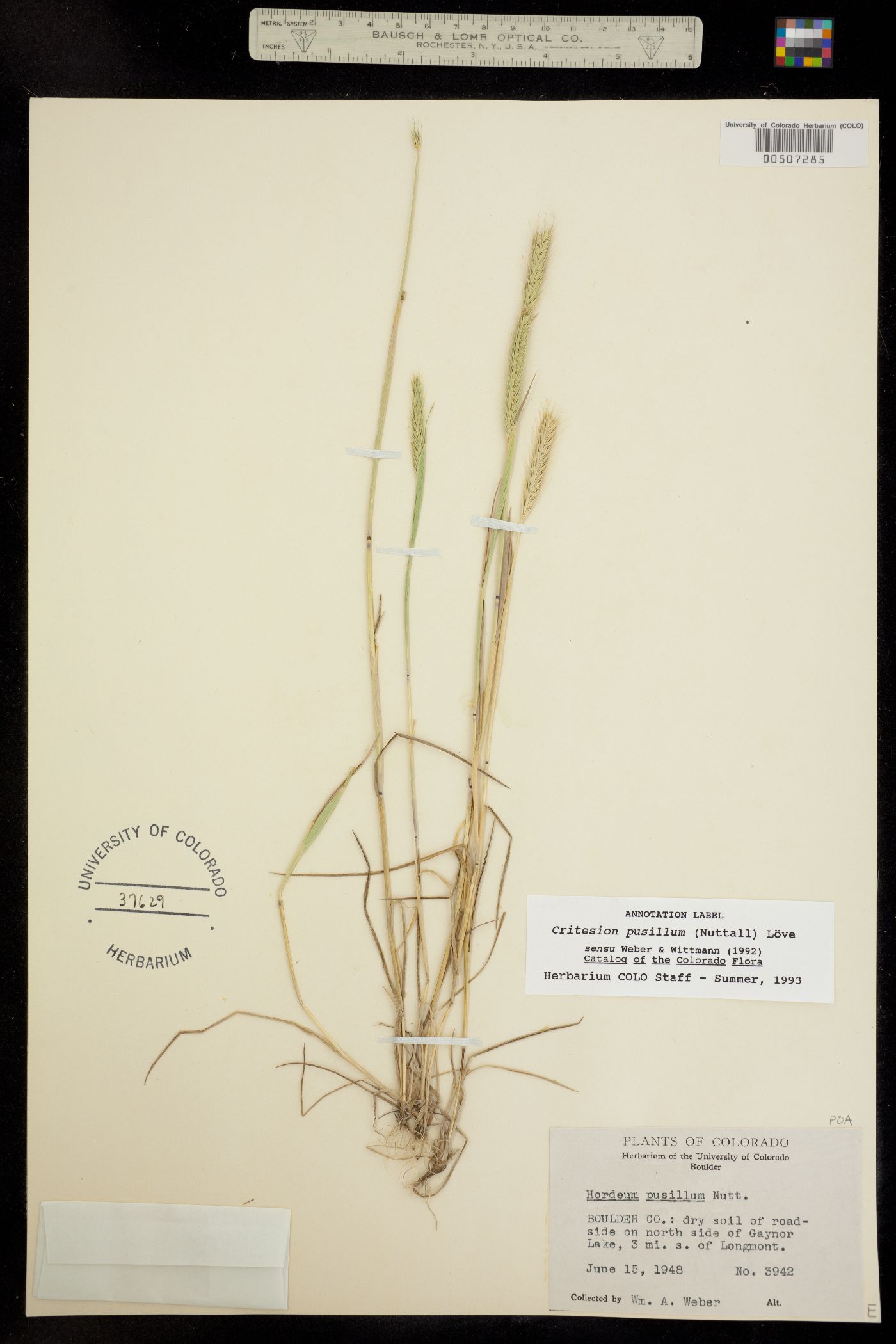 Hordeum image