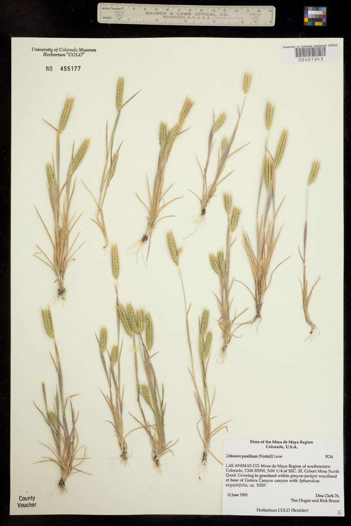 Hordeum pusillum image
