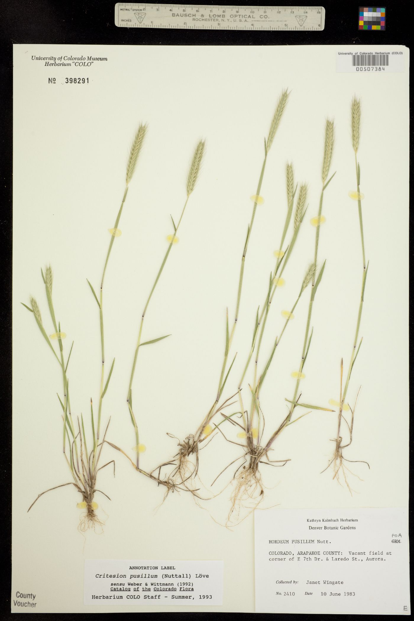 Hordeum pusillum image