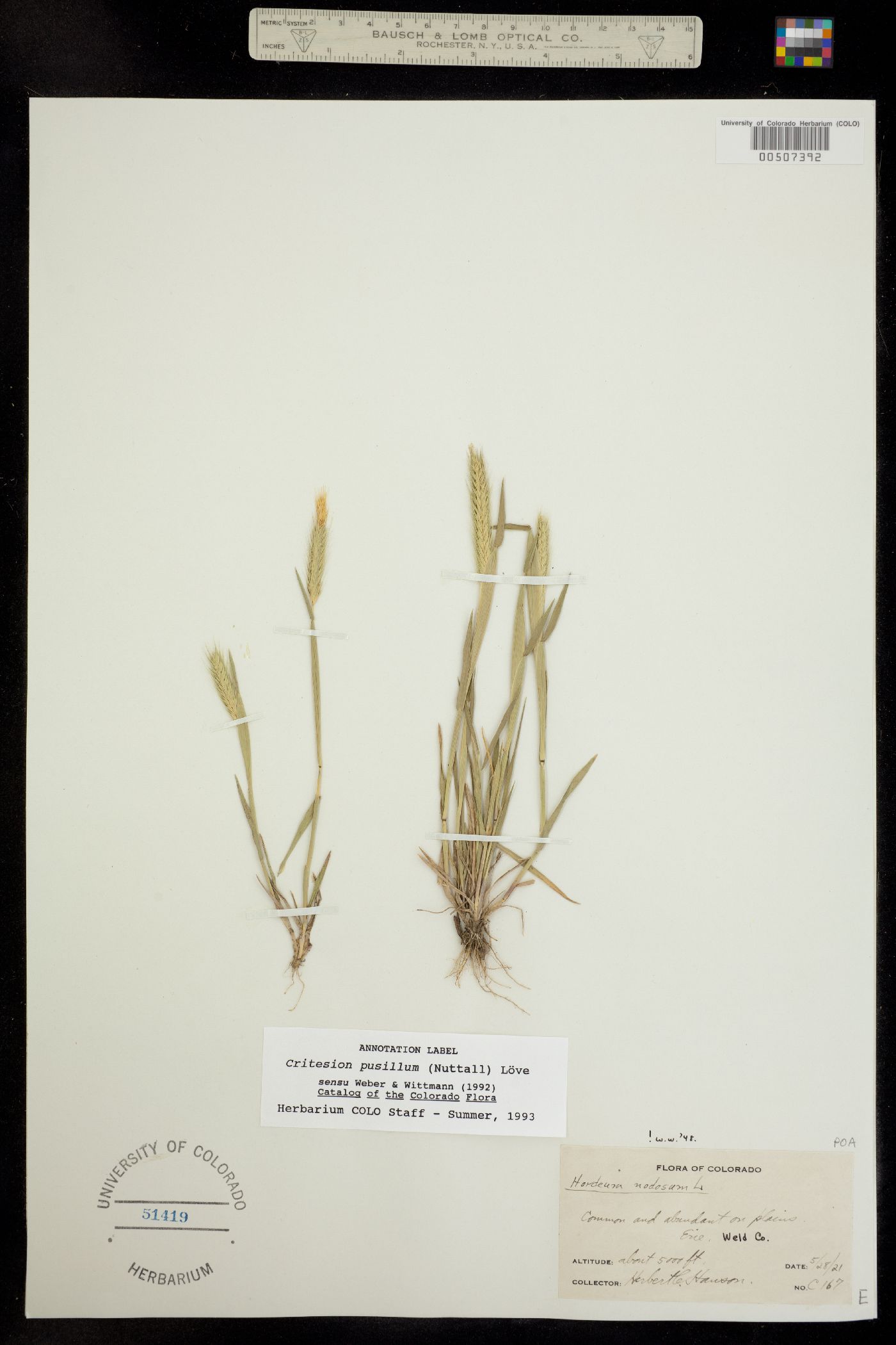 Hordeum pusillum image