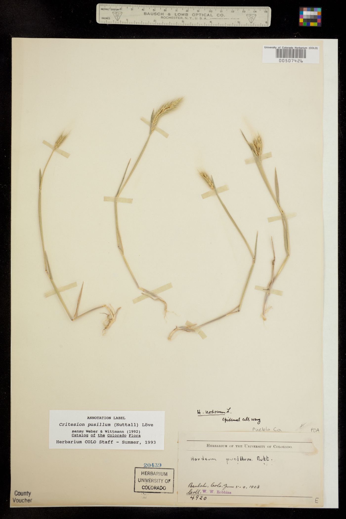 Hordeum pusillum image