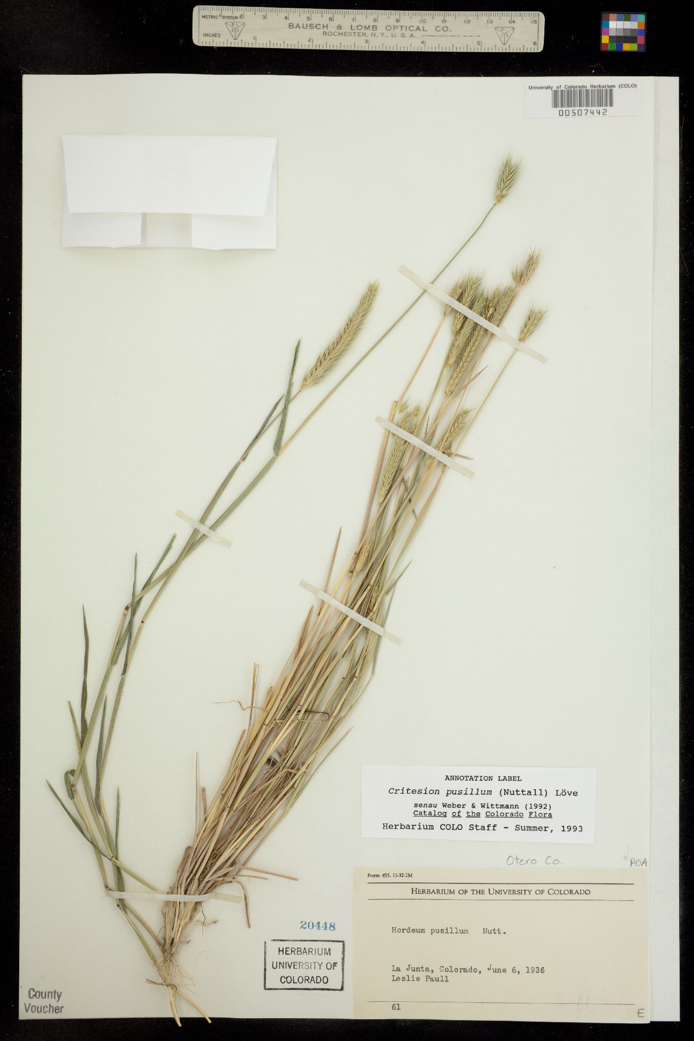 Hordeum pusillum image