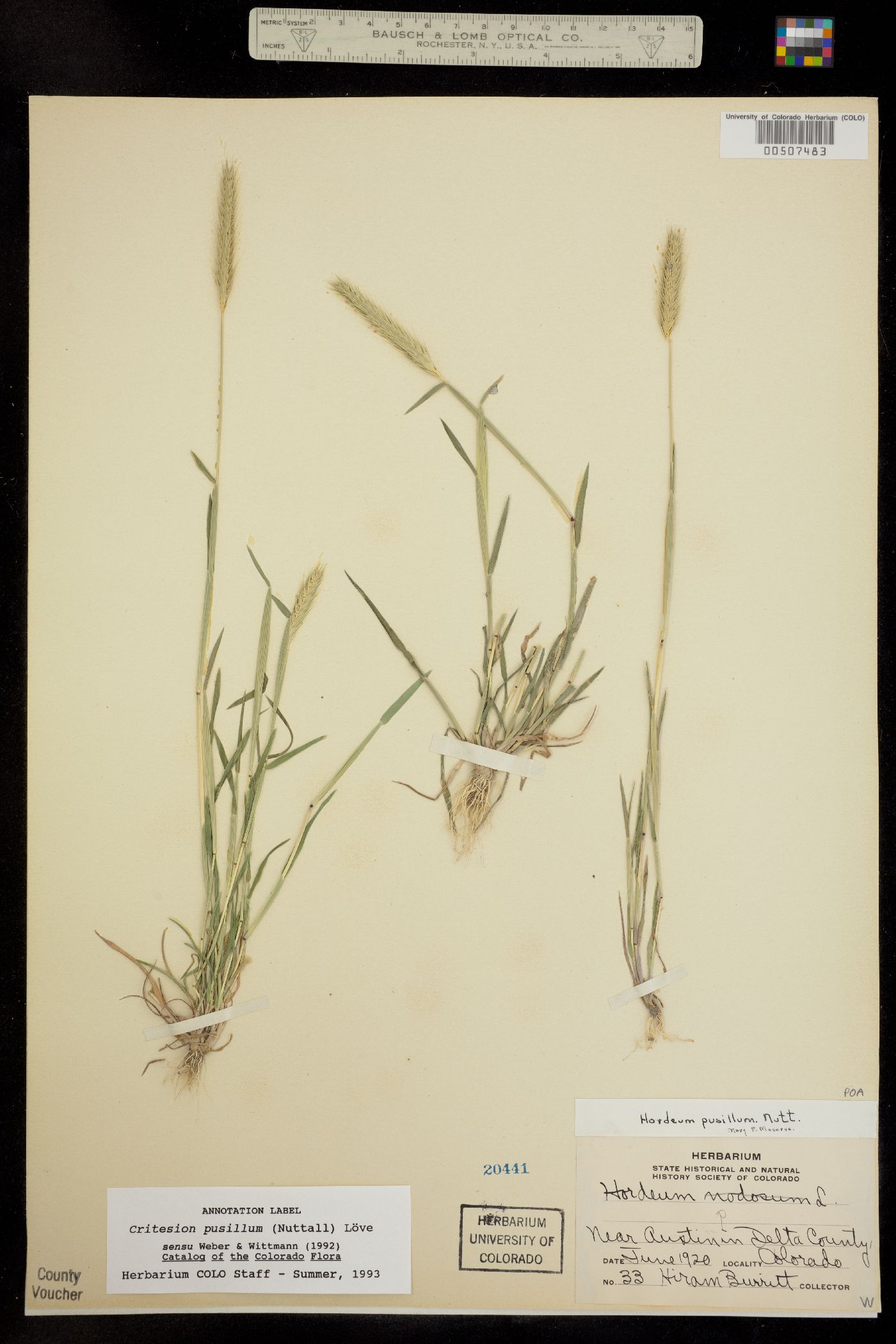 Hordeum pusillum image