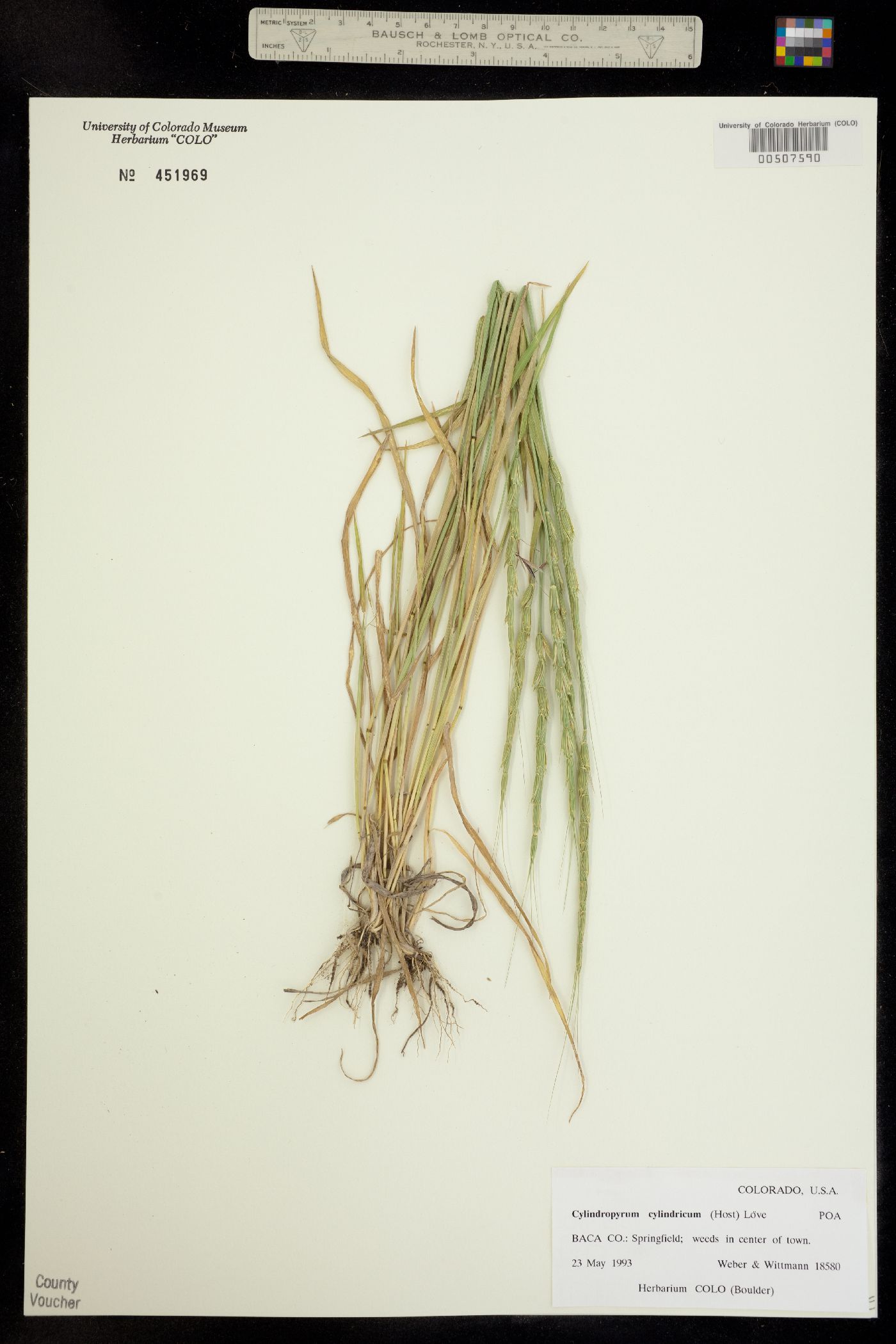 Aegilops cylindrica image
