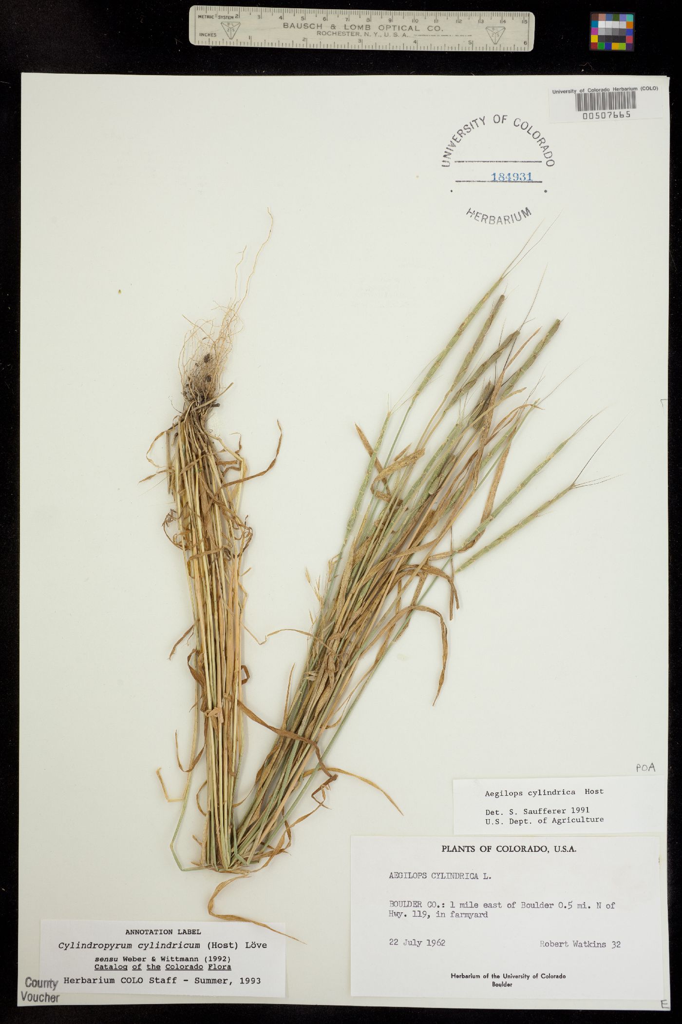 Aegilops cylindrica image