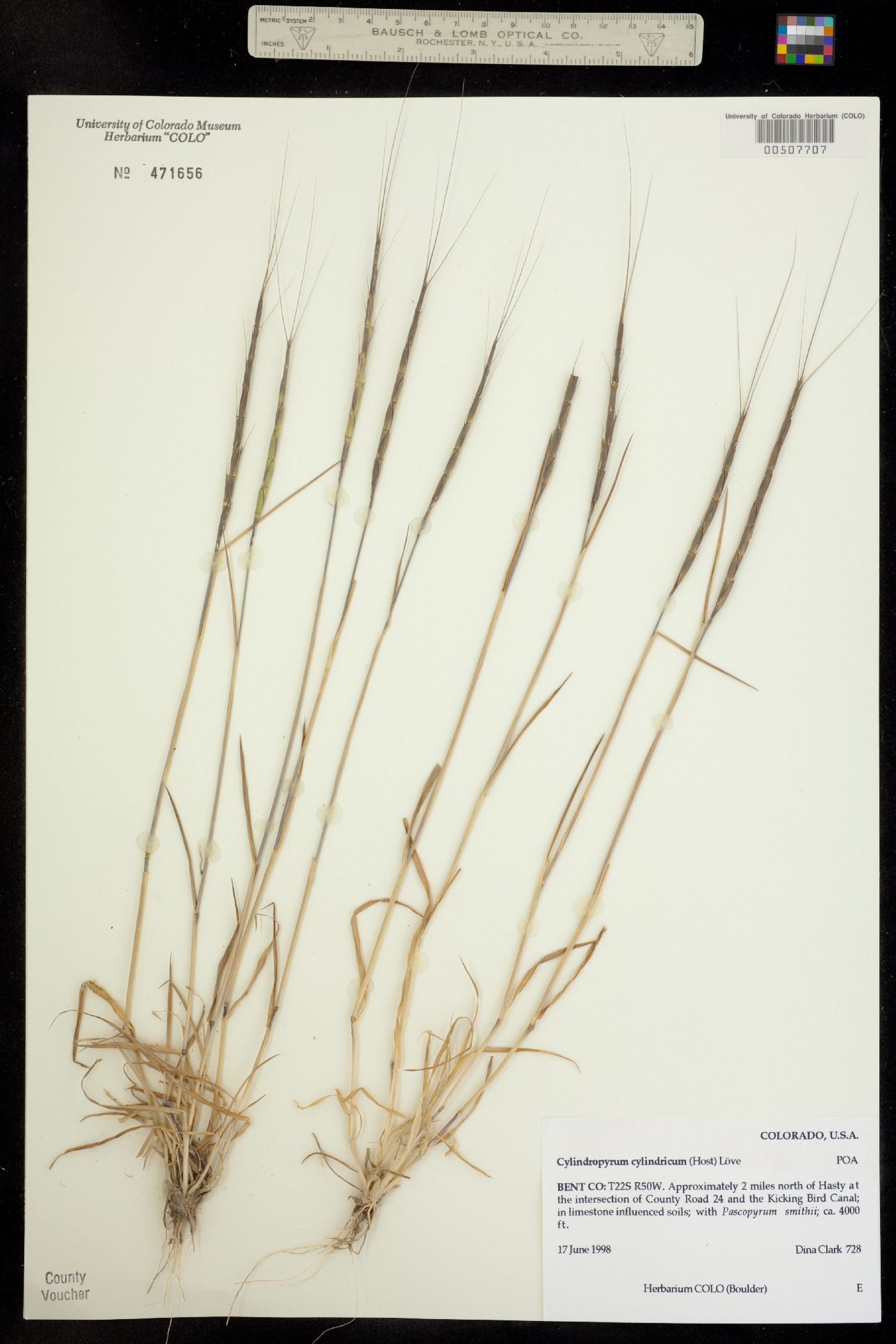 Aegilops cylindrica image