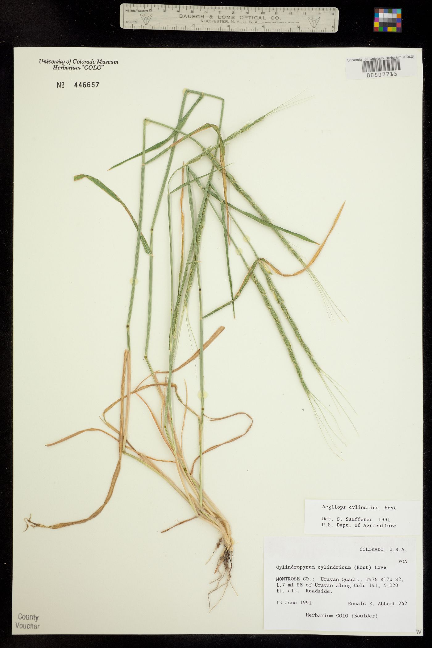Aegilops cylindrica image