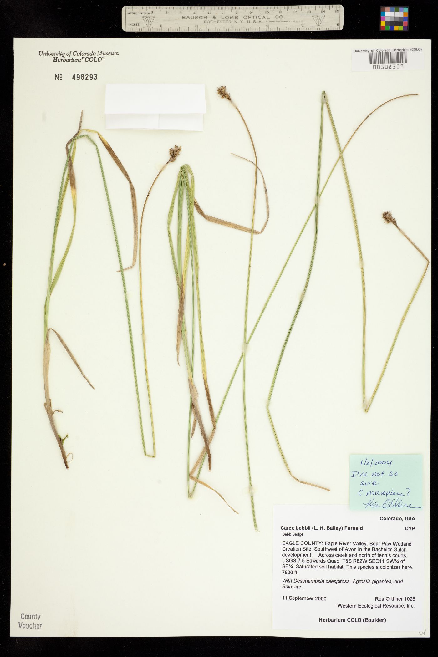 Carex bebbii image