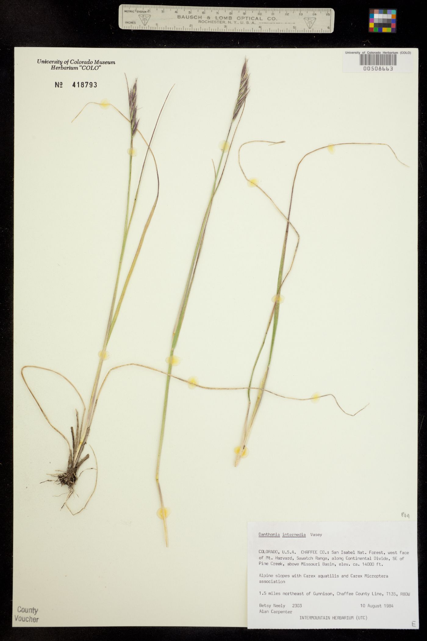 Danthonia intermedia image