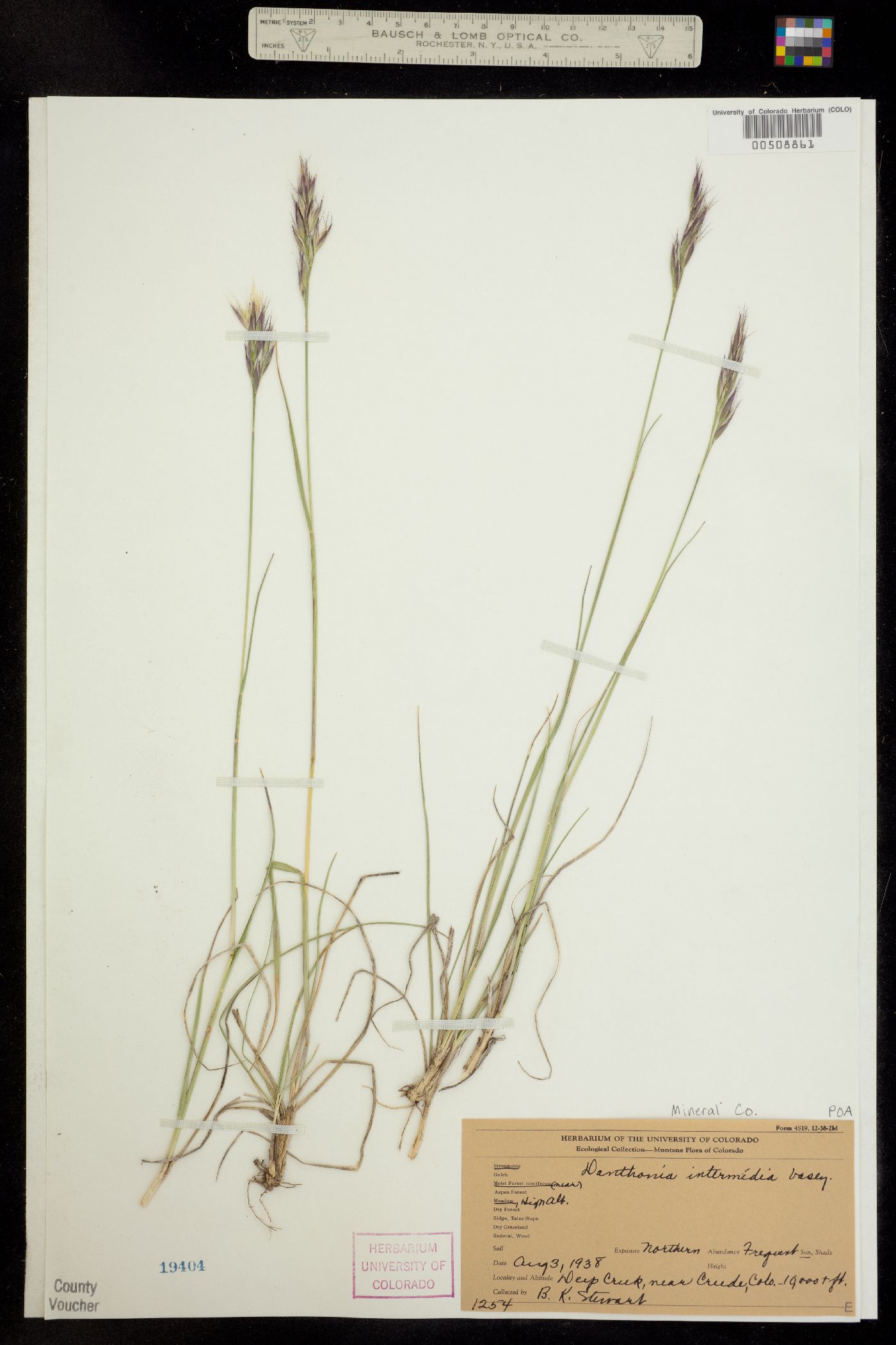 Danthonia intermedia image
