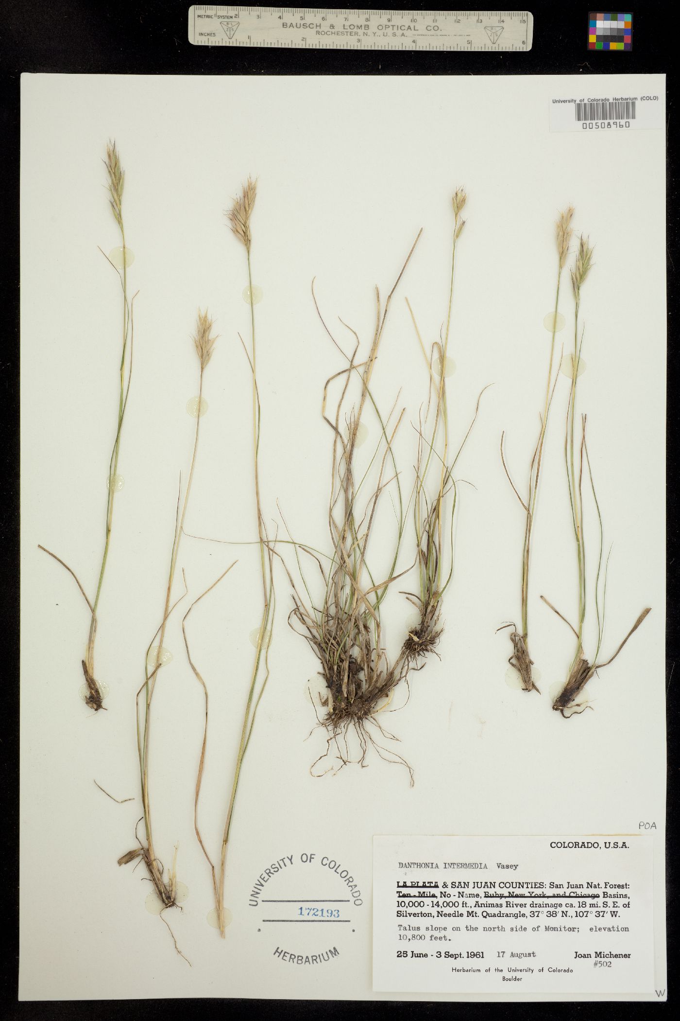 Danthonia intermedia image