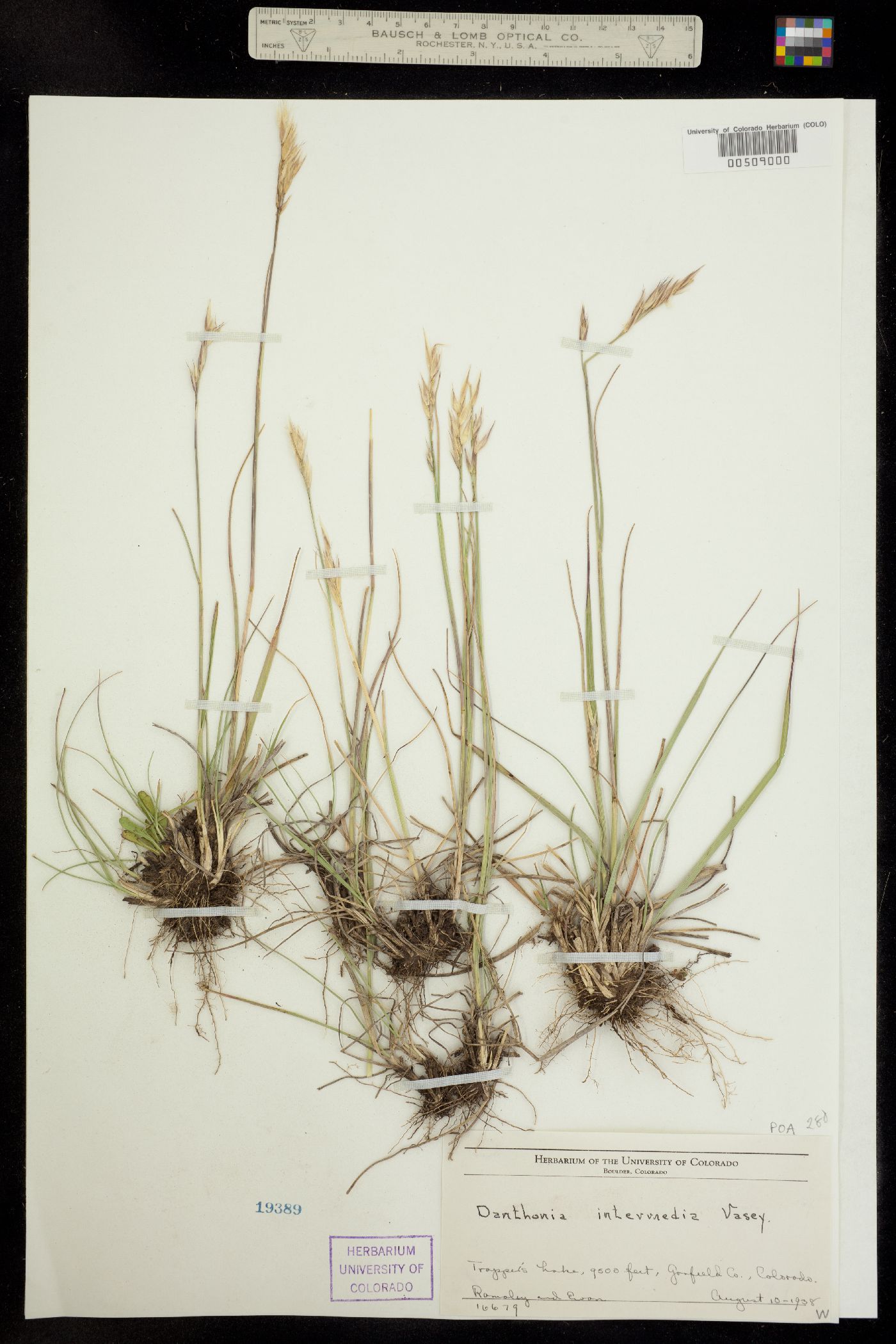 Danthonia intermedia image