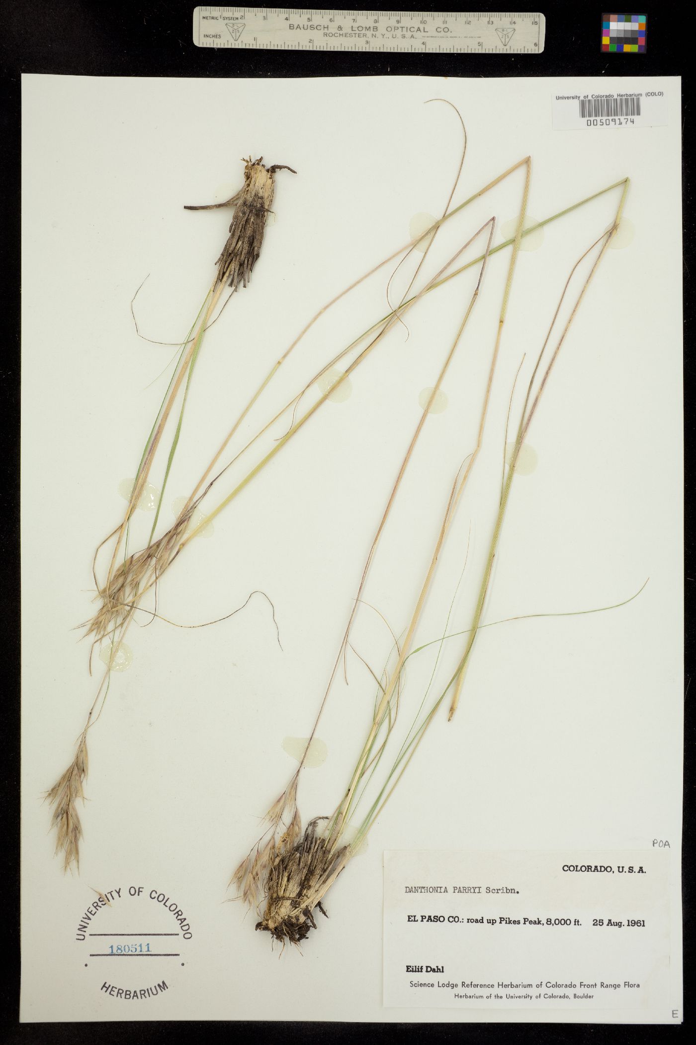 Danthonia parryi image