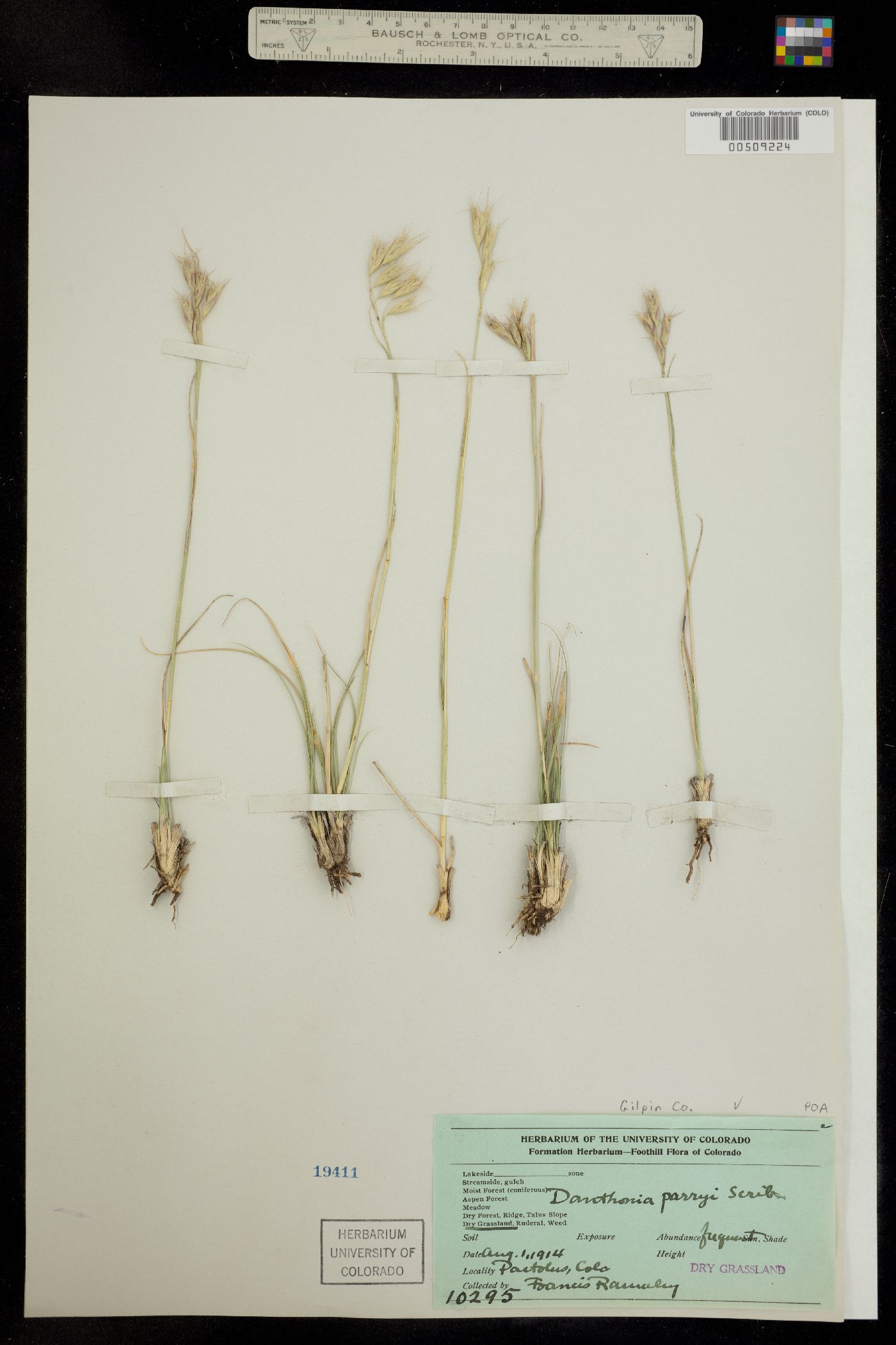 Danthonia parryi image