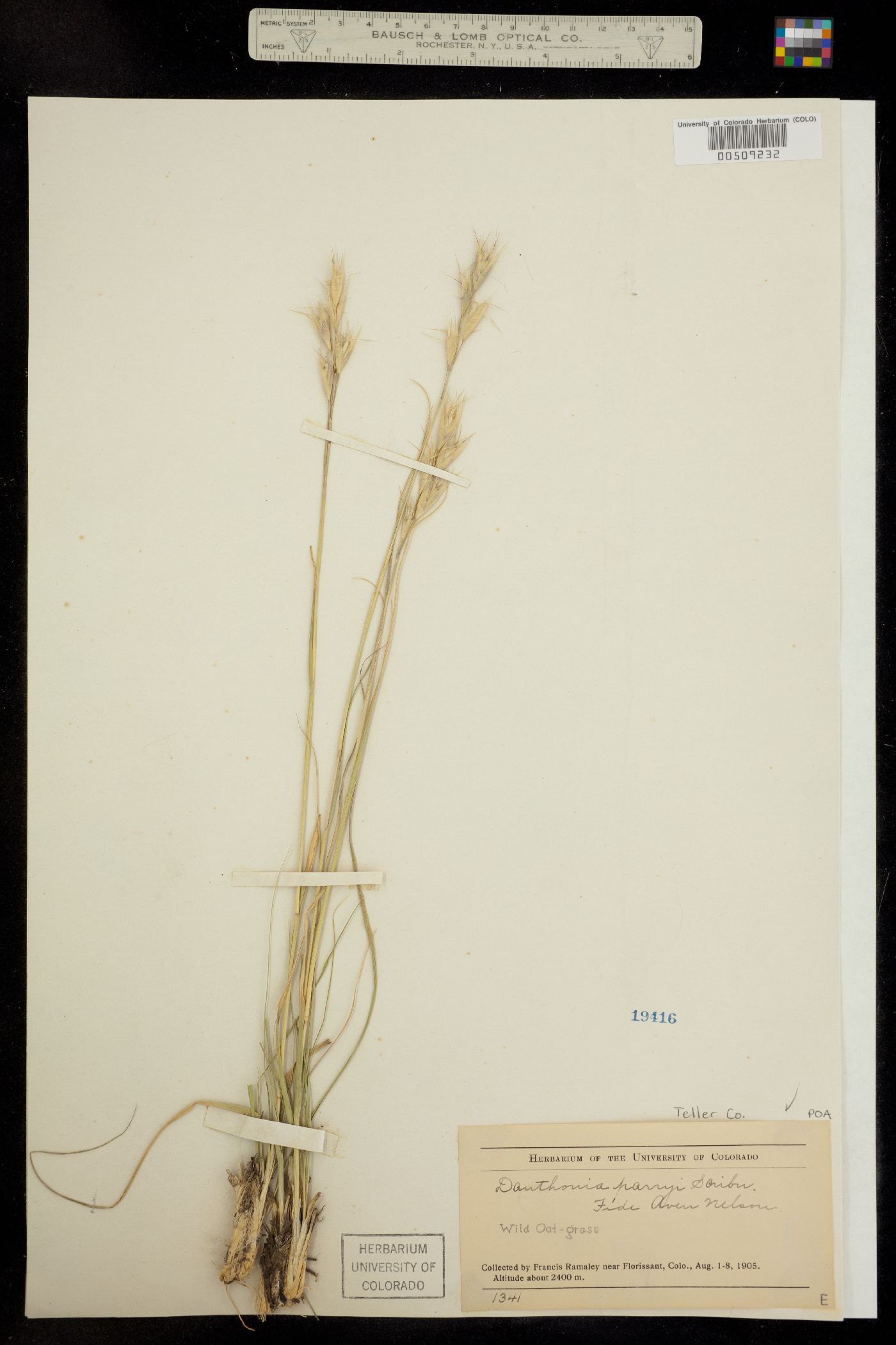 Danthonia parryi image