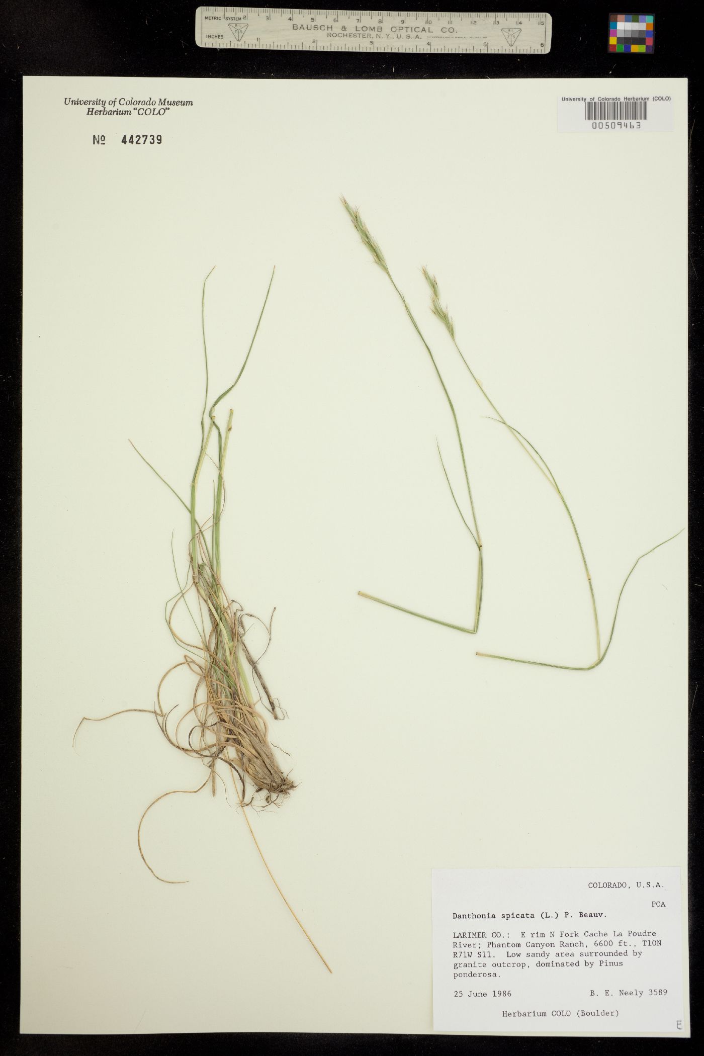 Danthonia image