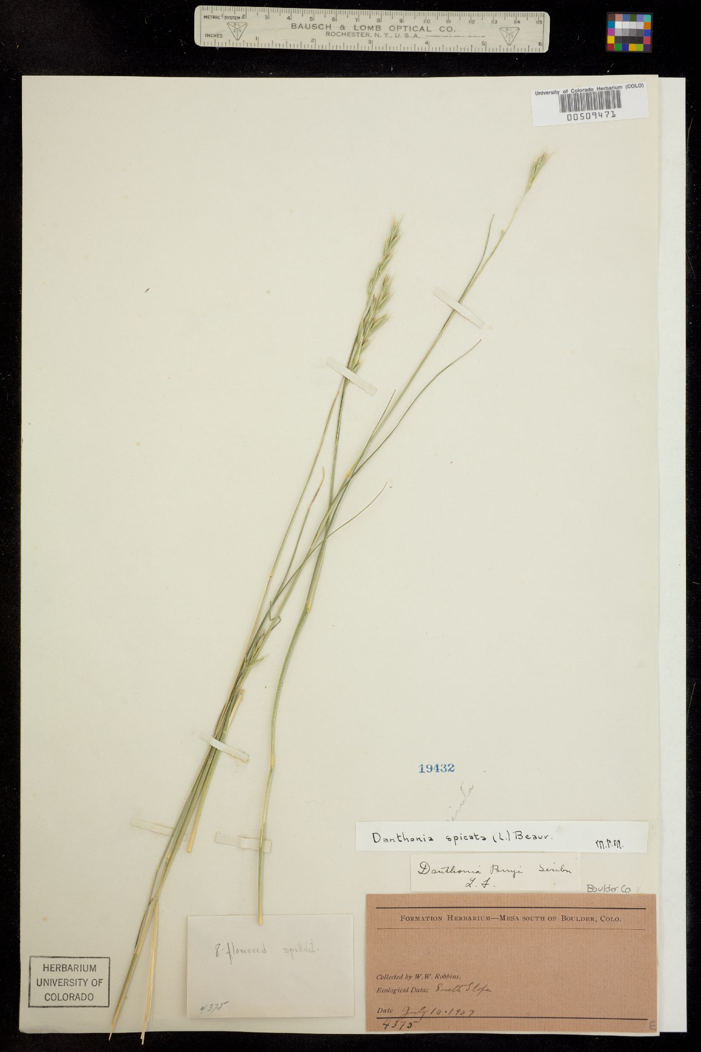 Danthonia spicata image