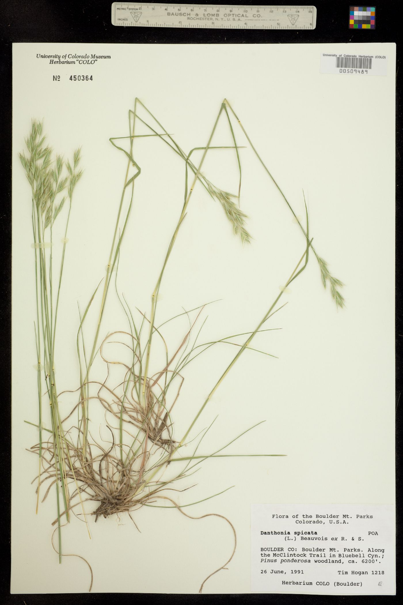 Danthonia spicata image