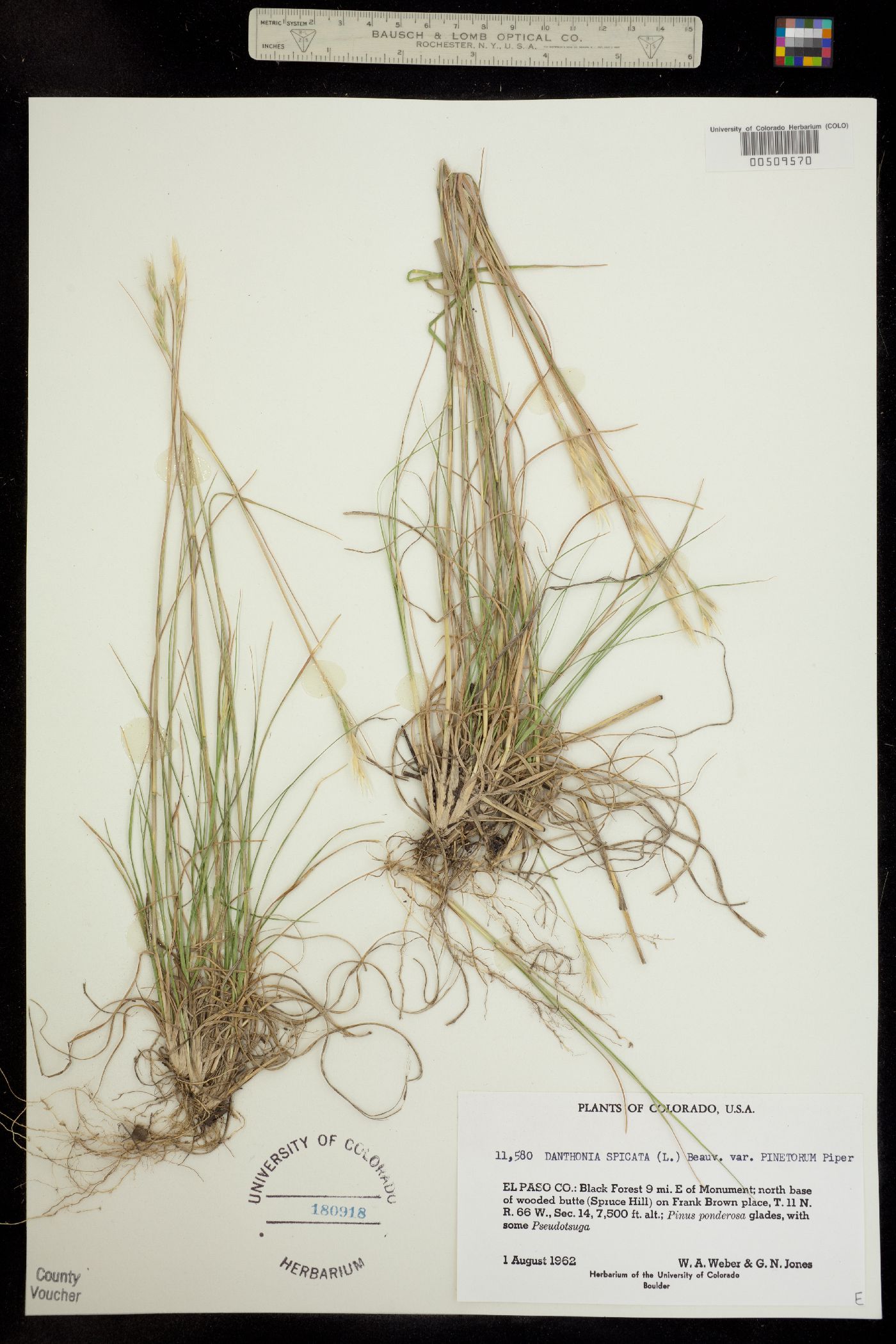 Danthonia spicata image