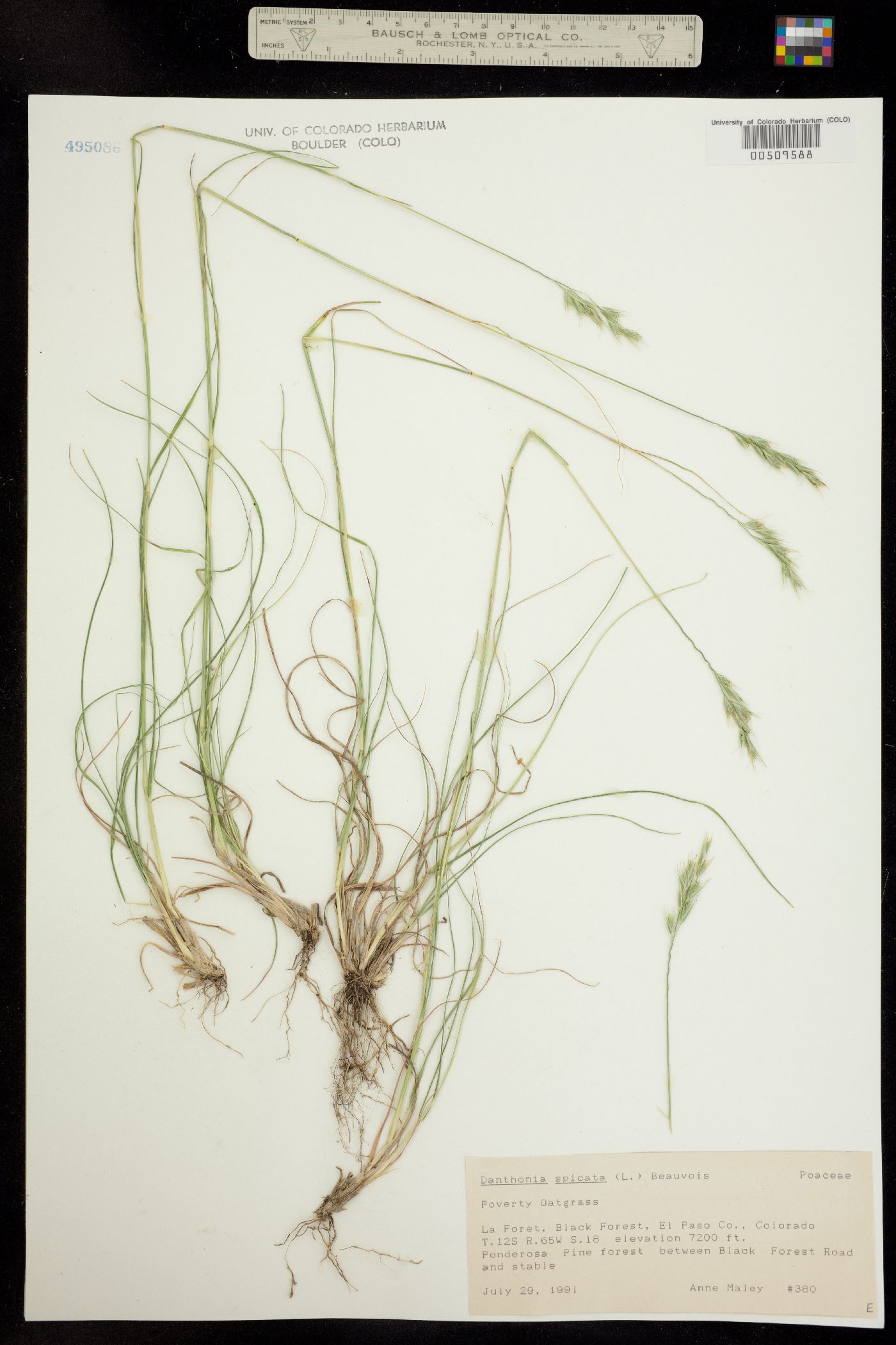 Danthonia spicata image