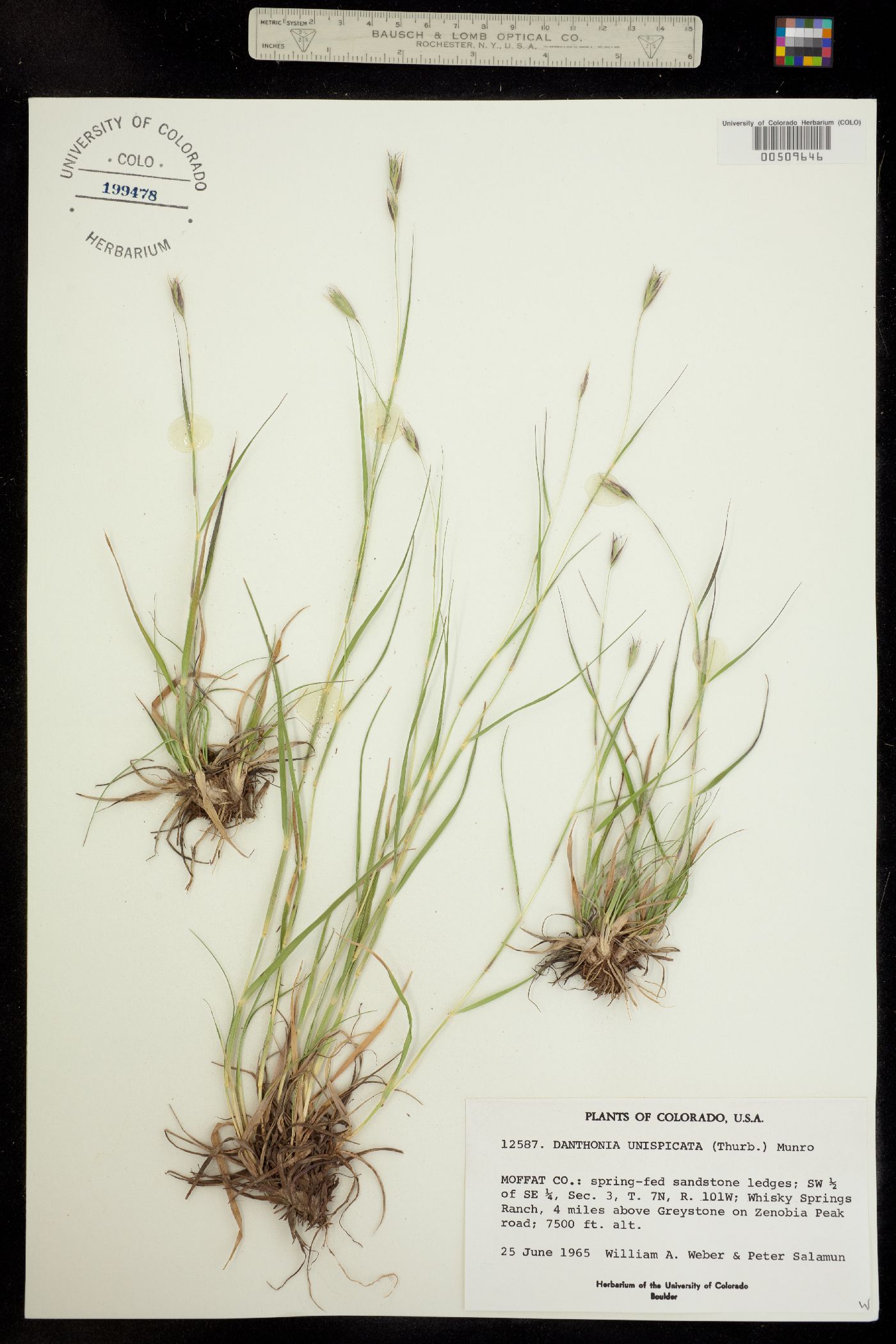 Danthonia unispicata image