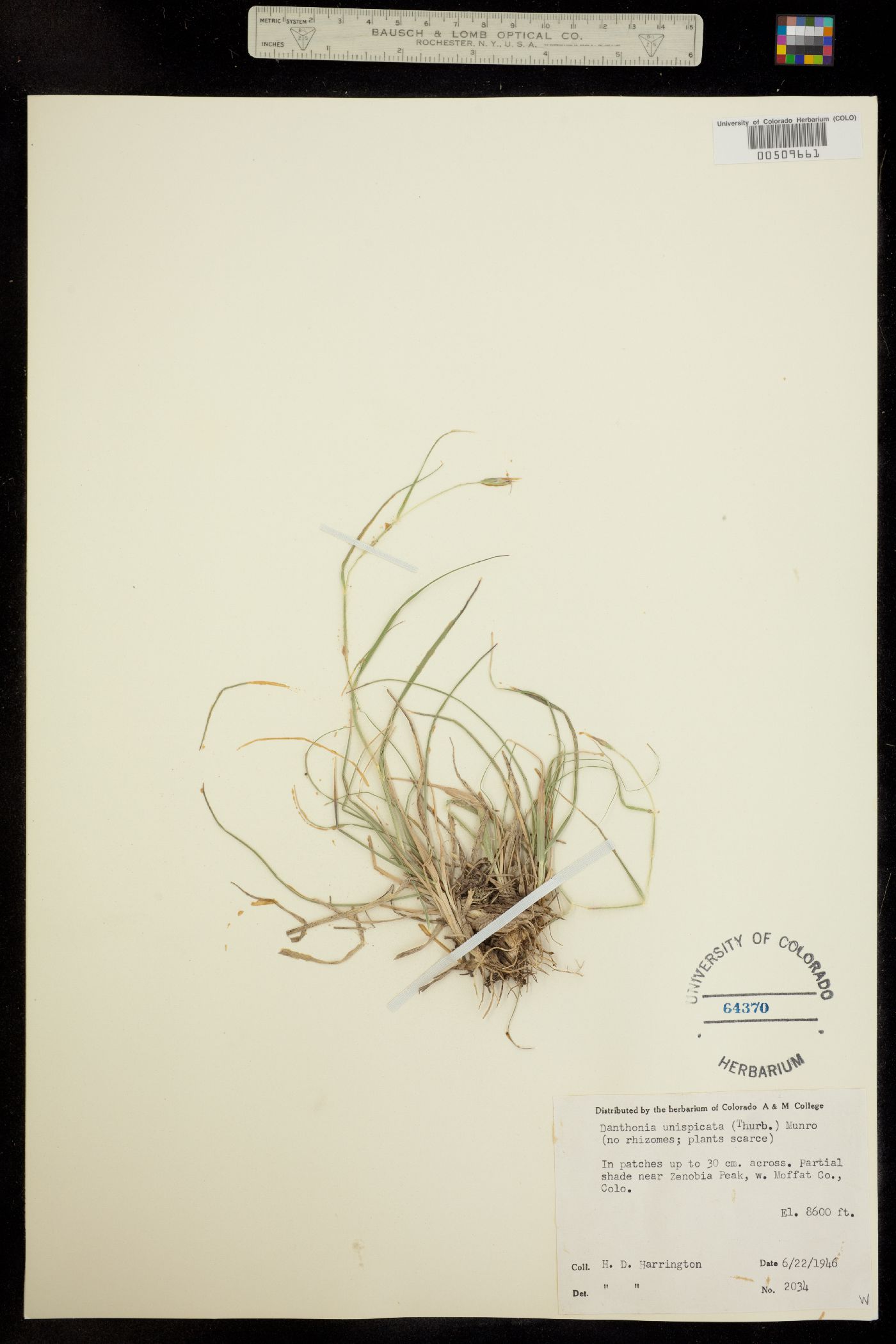 Danthonia unispicata image