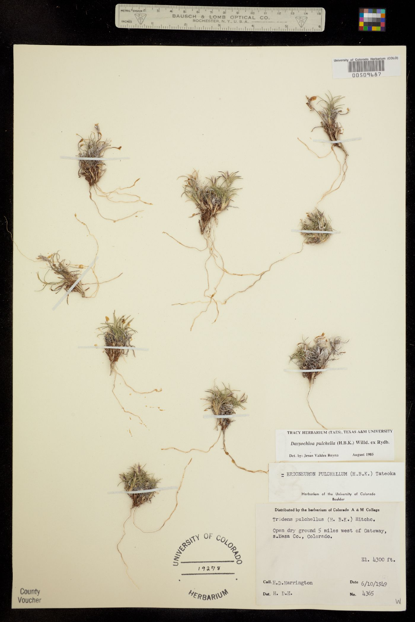 Dasyochloa pulchella image