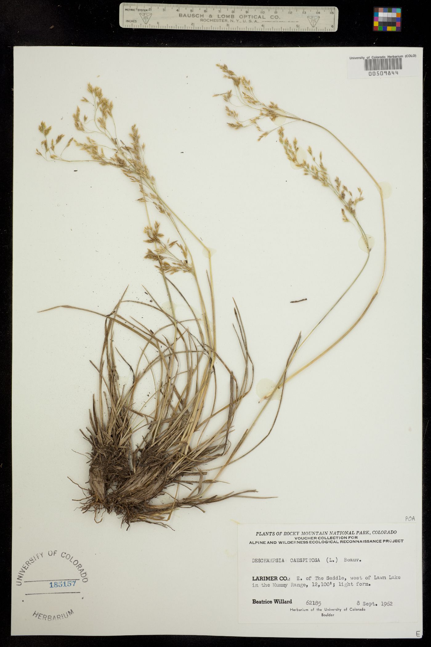 Deschampsia cespitosa ssp. cespitosa image