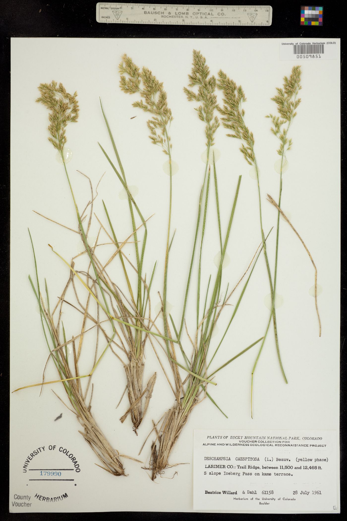 Deschampsia cespitosa ssp. cespitosa image