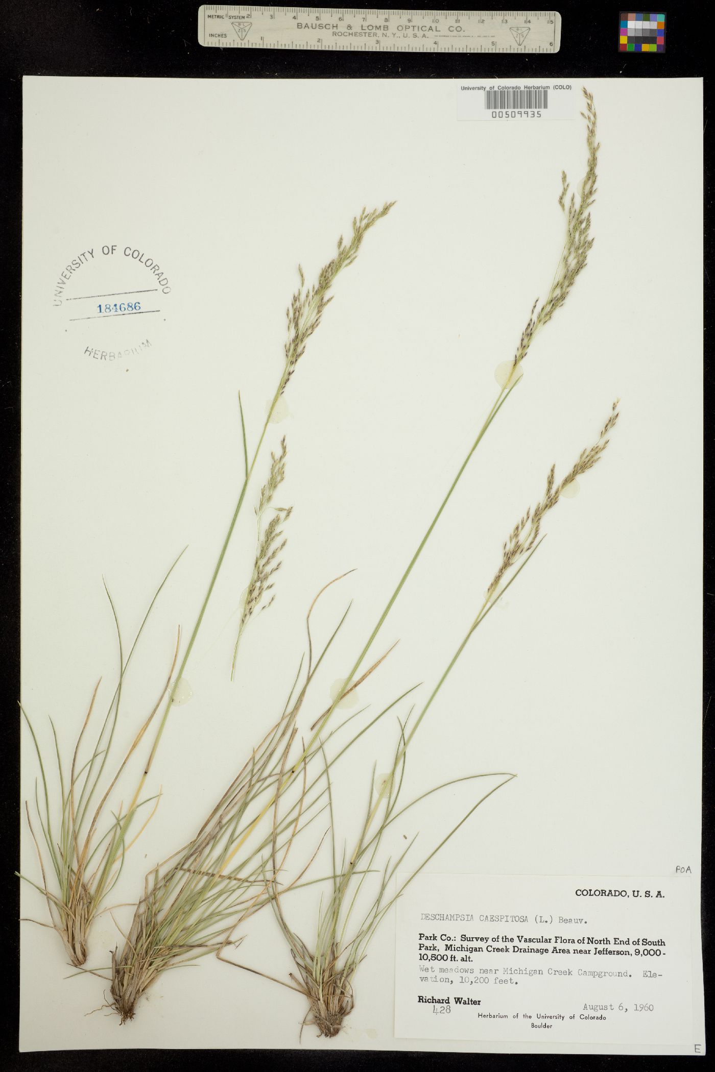 Deschampsia cespitosa image