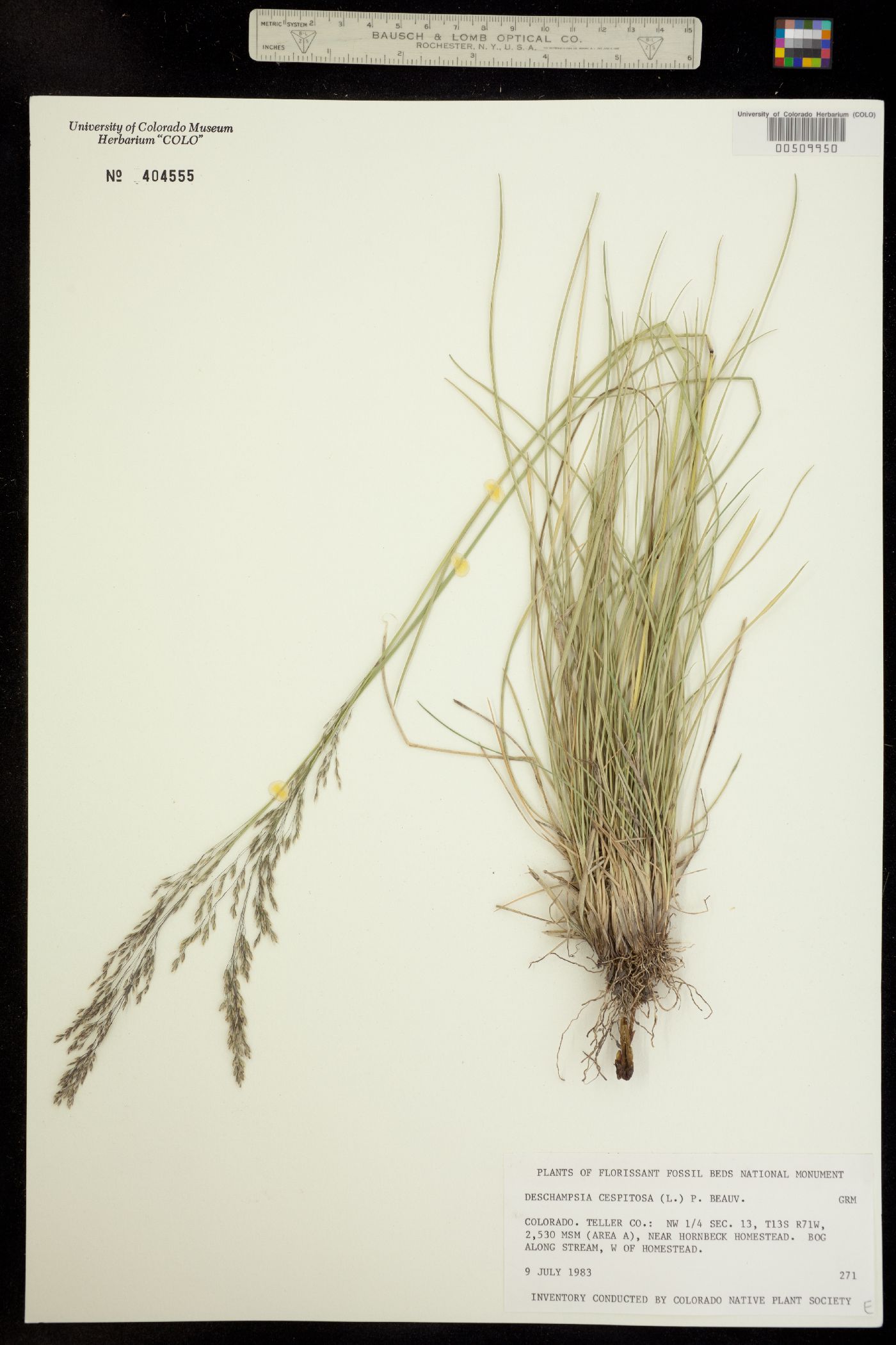 Deschampsia cespitosa image