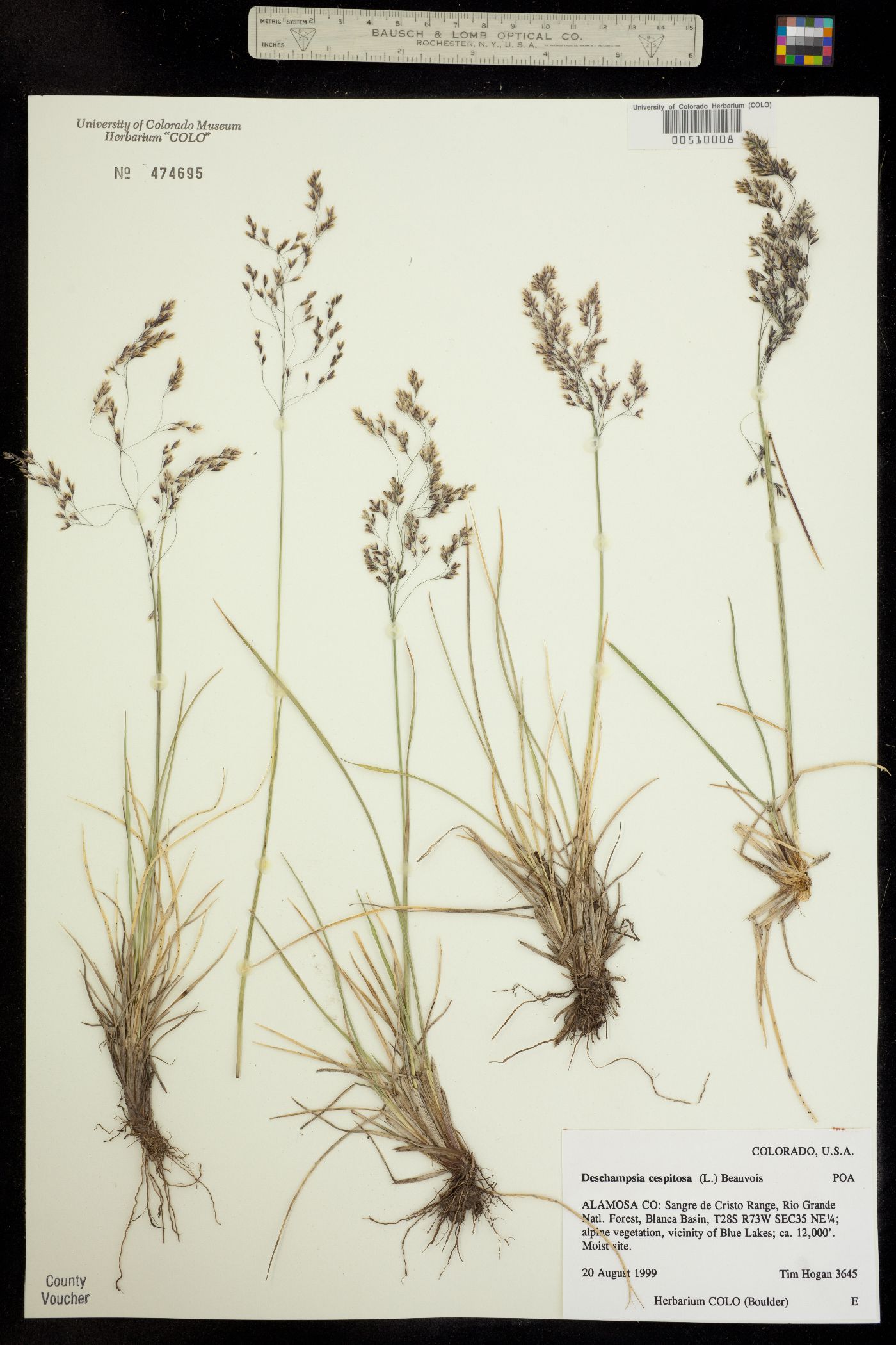 Deschampsia image