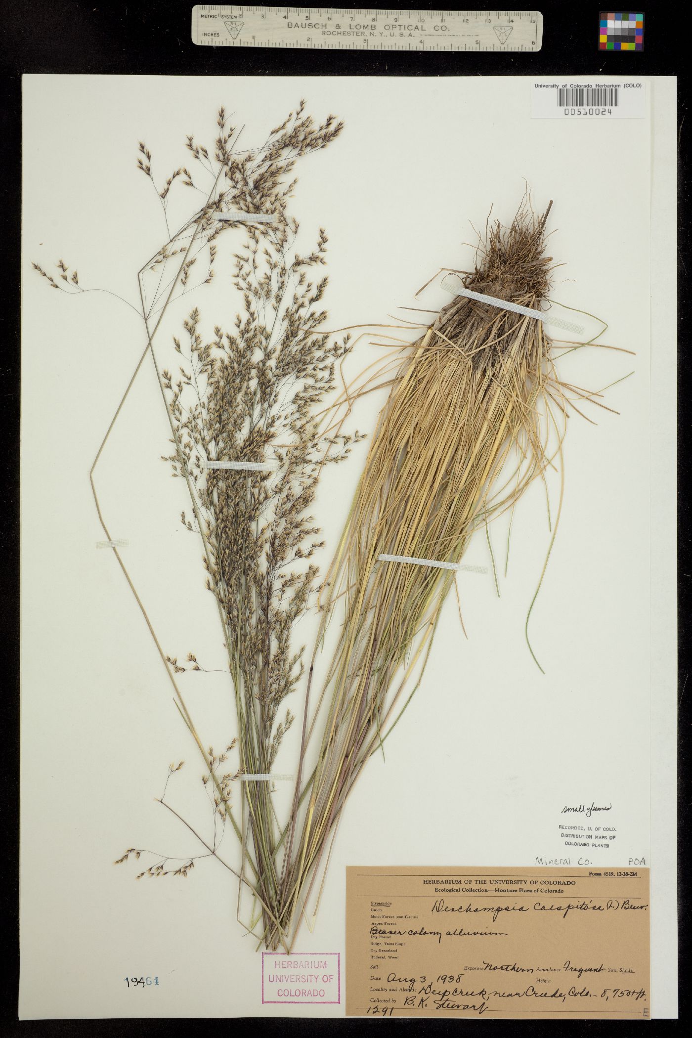 Deschampsia cespitosa ssp. cespitosa image