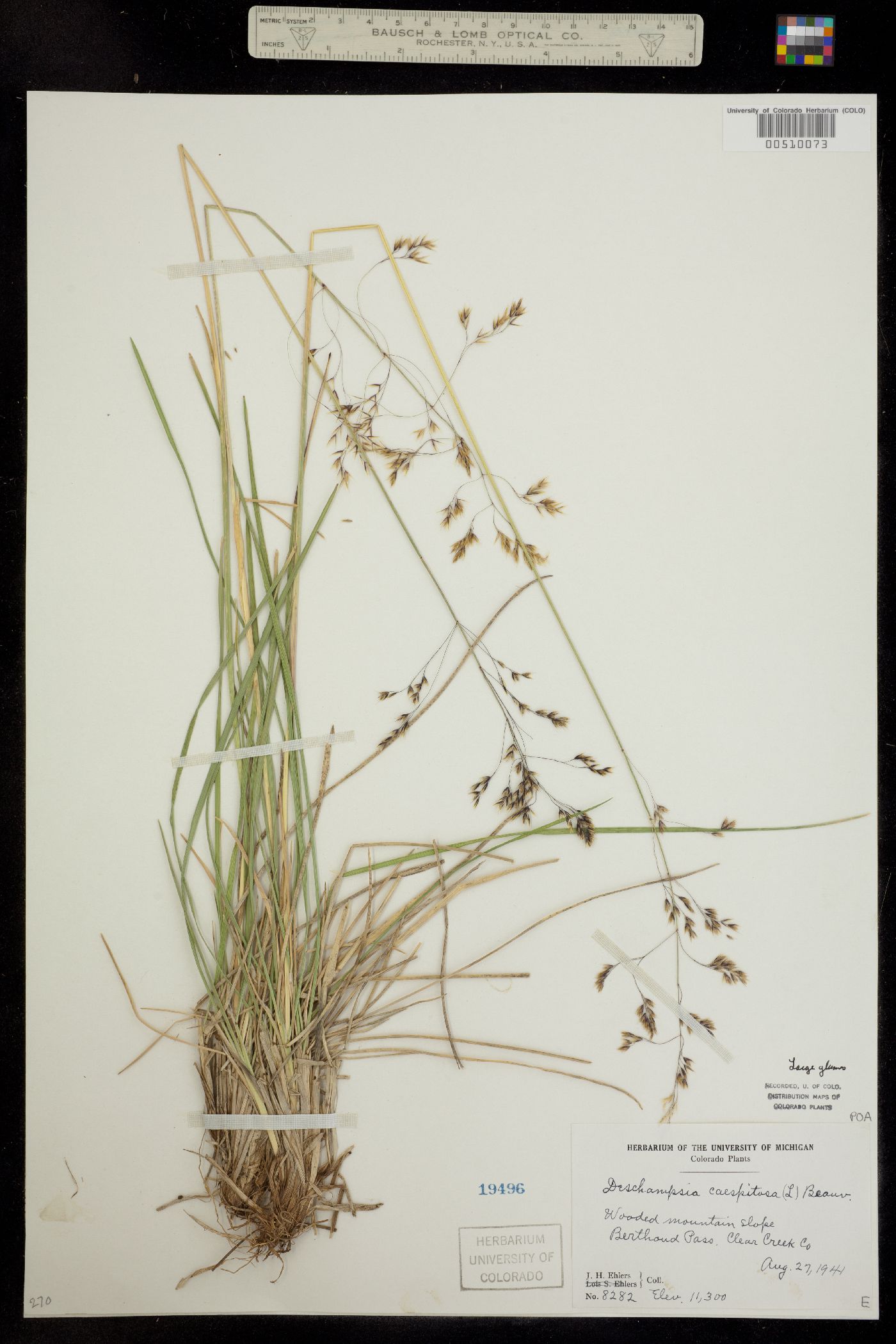 Deschampsia cespitosa image