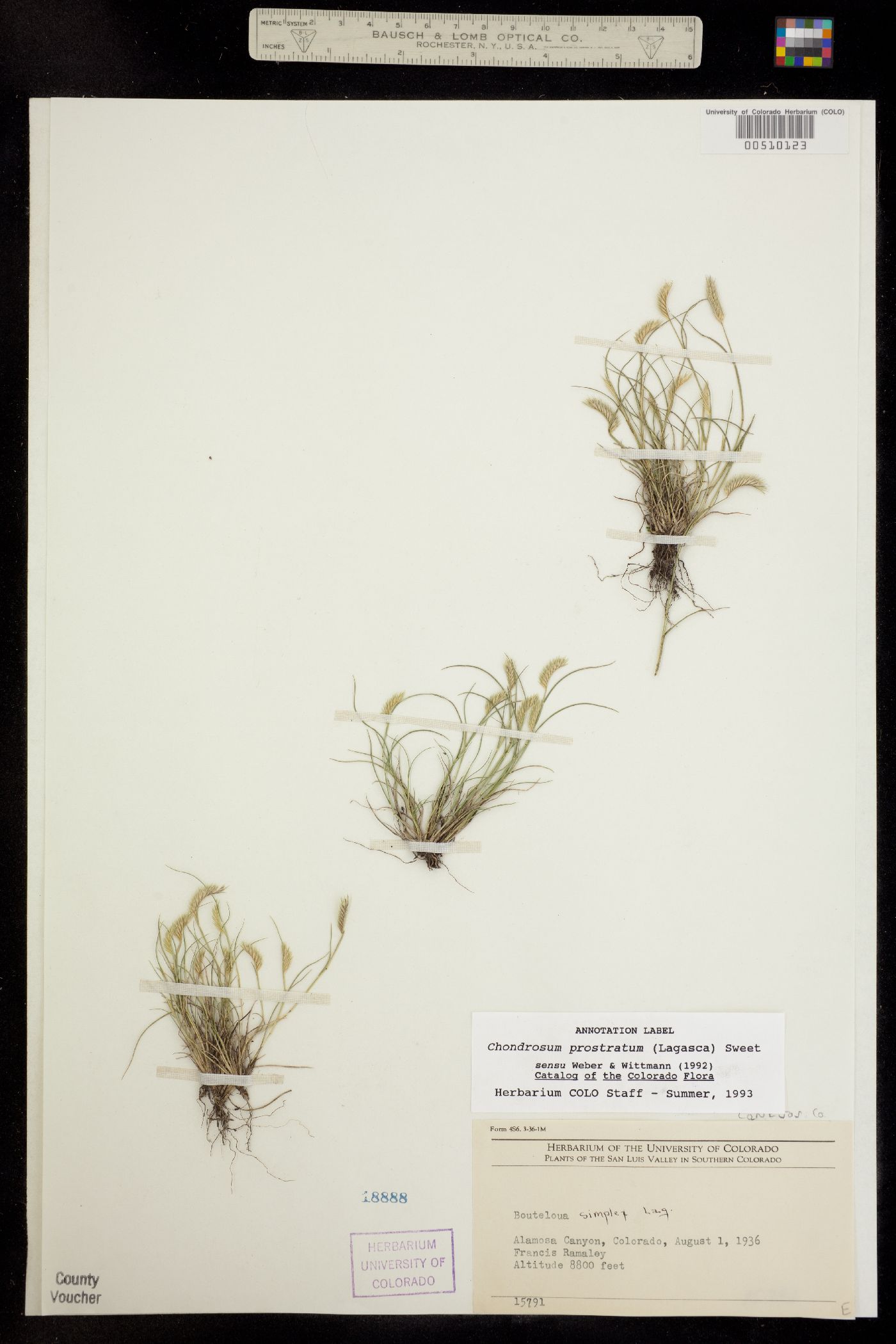 Chondrosum prostratum image