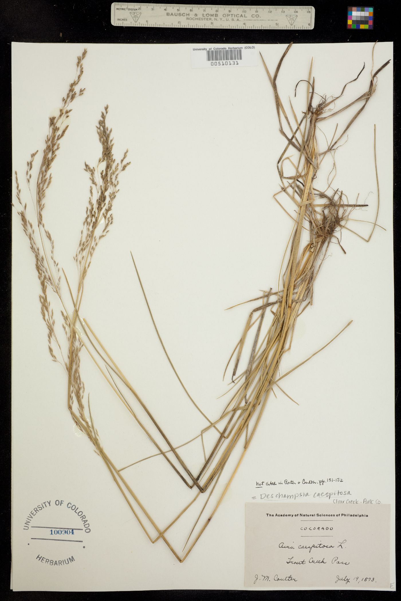 Deschampsia cespitosa image