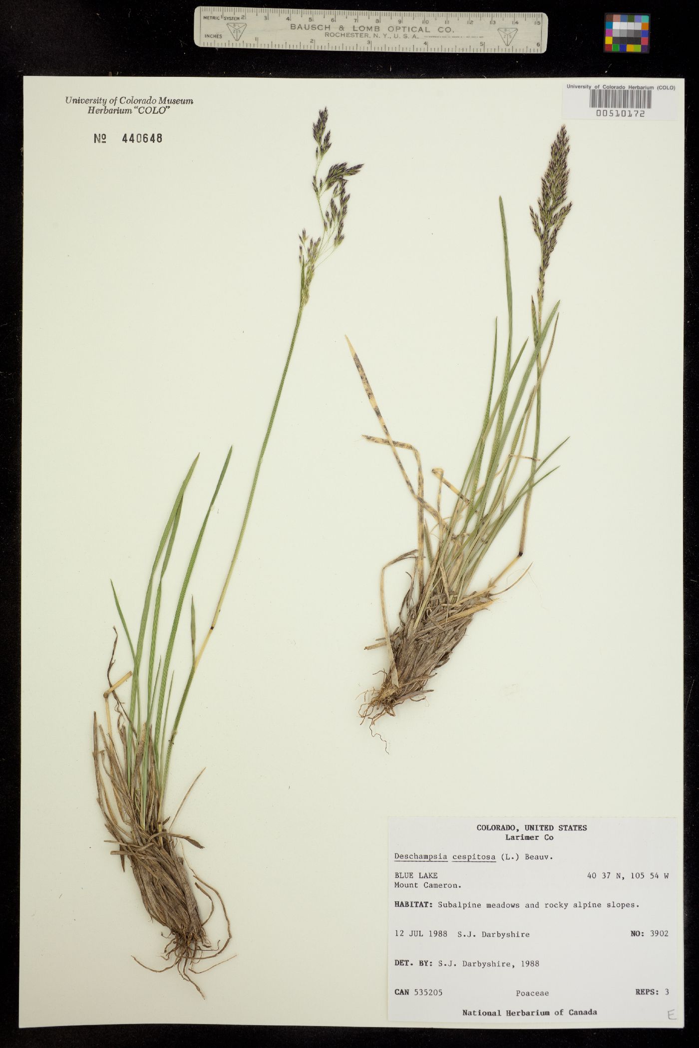 Deschampsia image