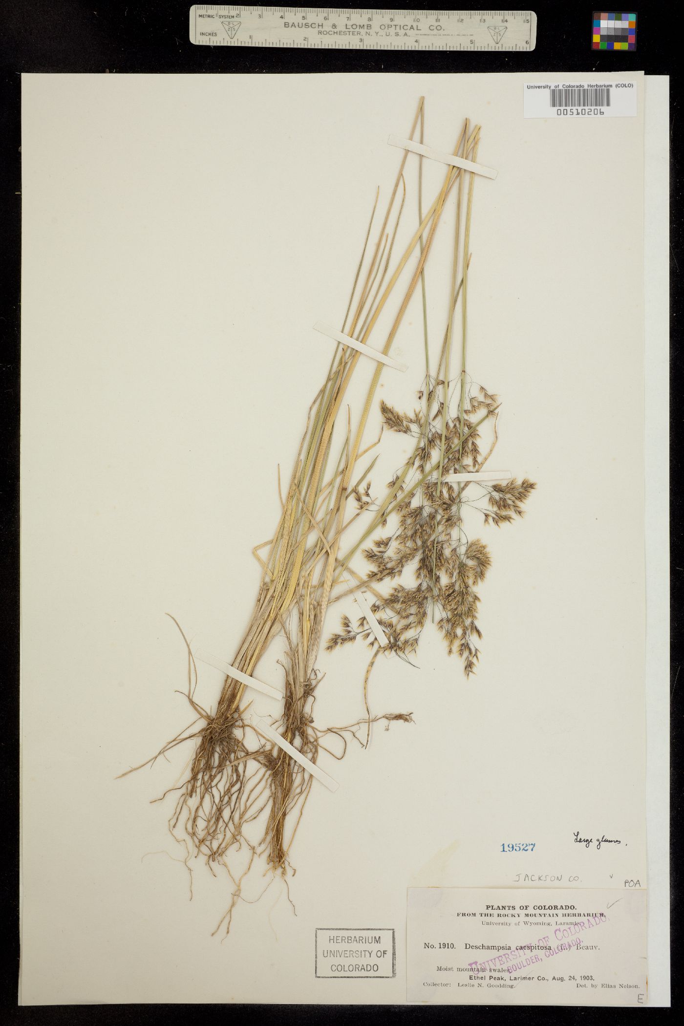 Deschampsia image