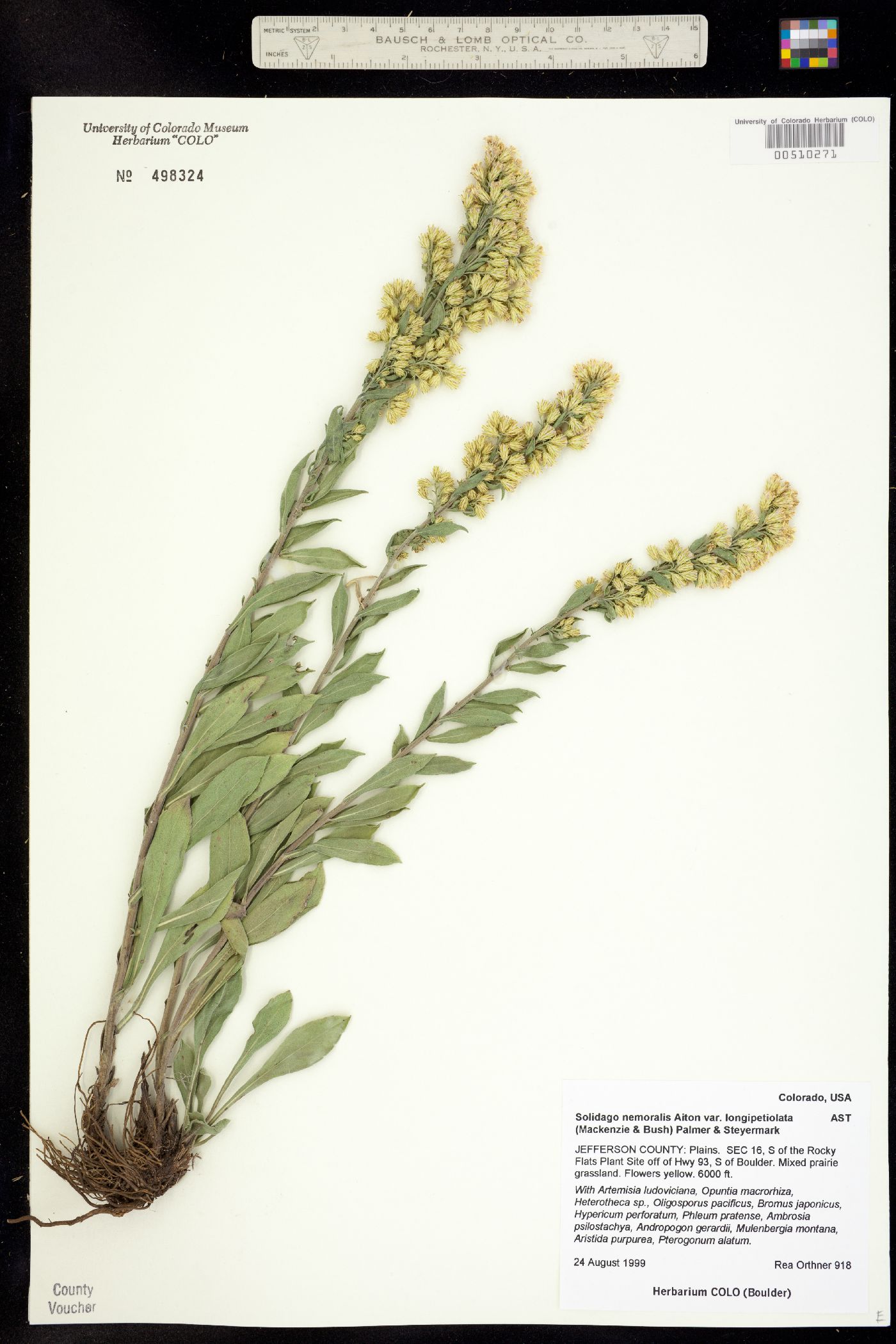 Solidago nemoralis ssp. decemflora image