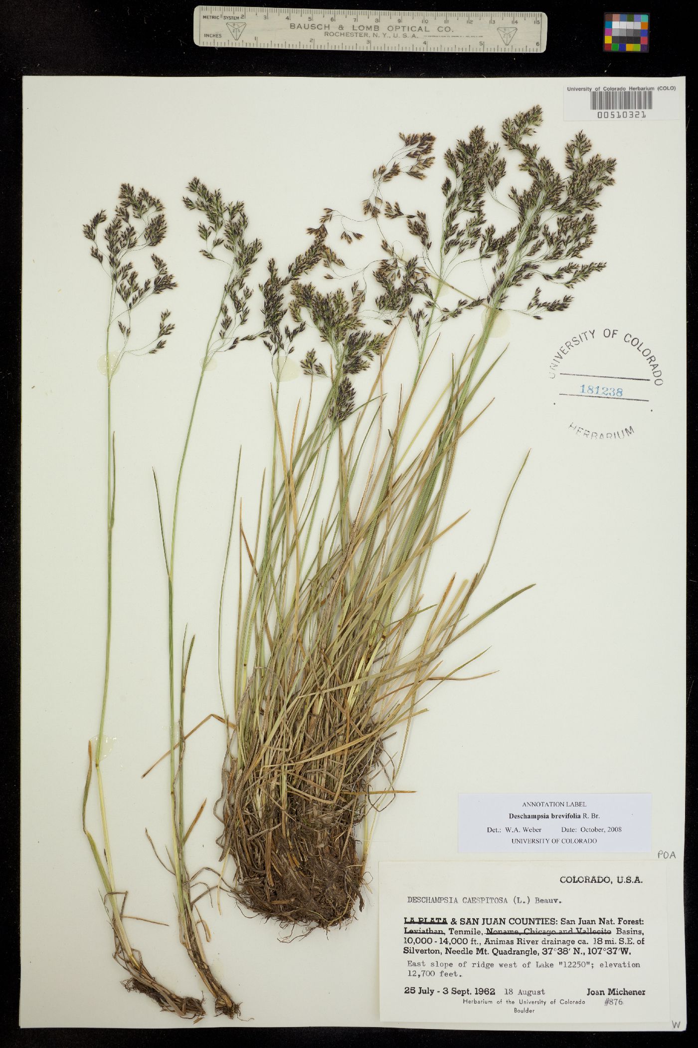 Deschampsia brevifolia image