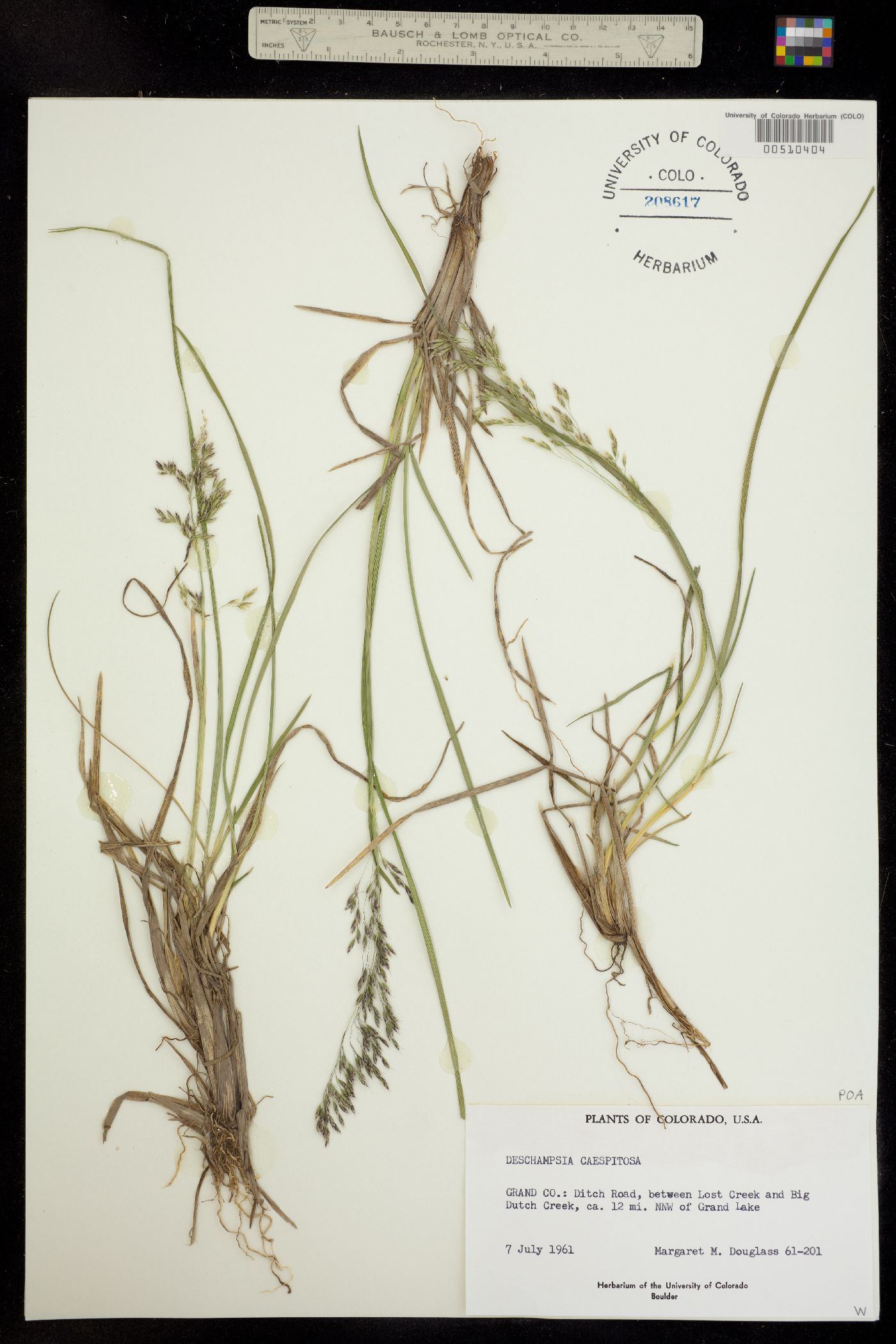 Deschampsia cespitosa image