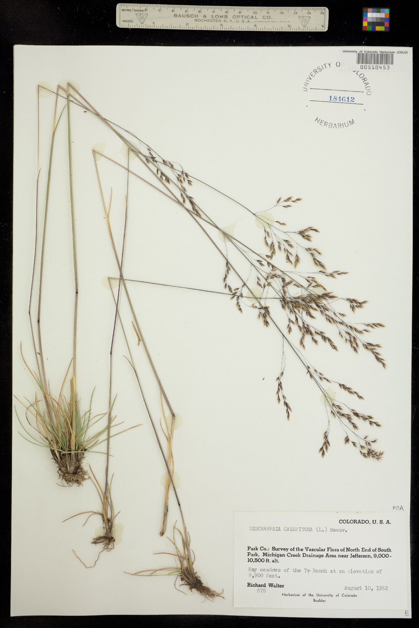 Deschampsia cespitosa image