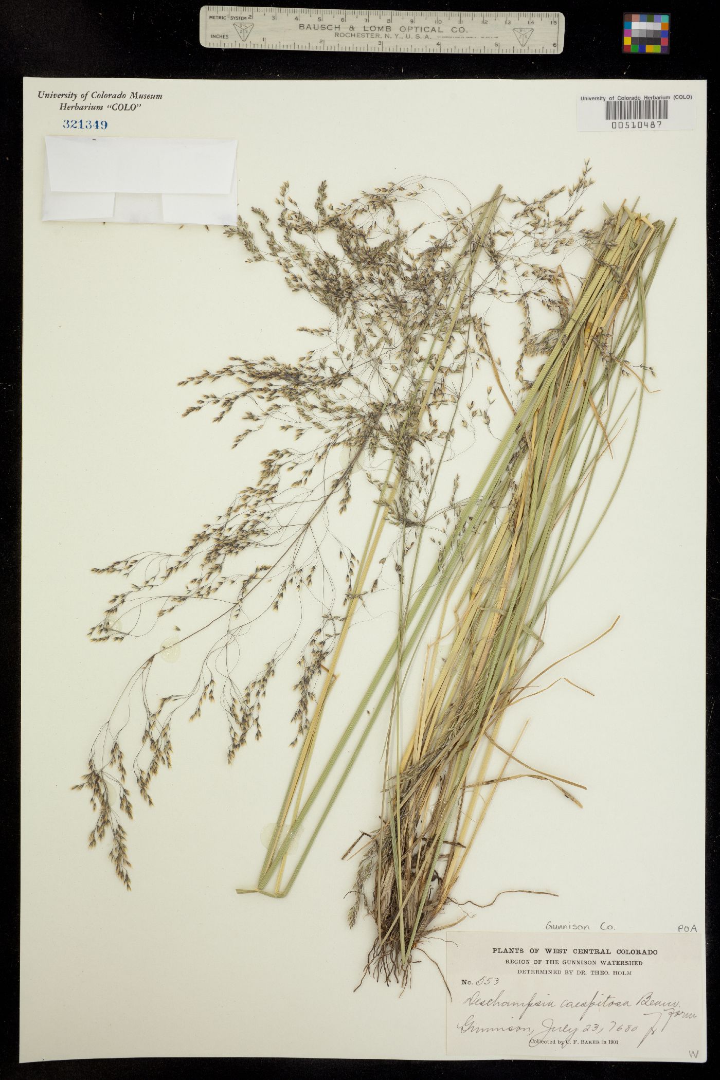 Deschampsia cespitosa image