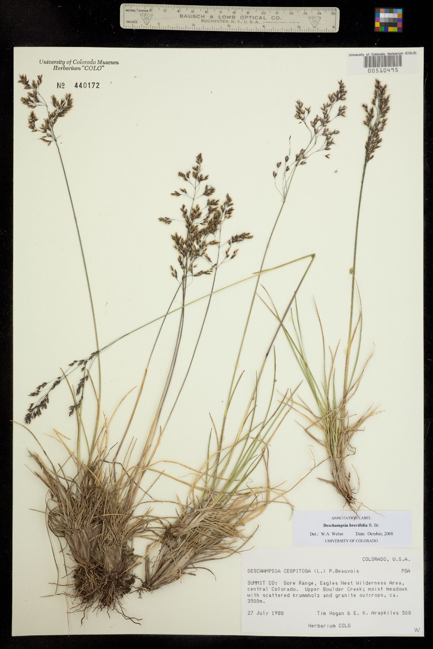 Deschampsia brevifolia image
