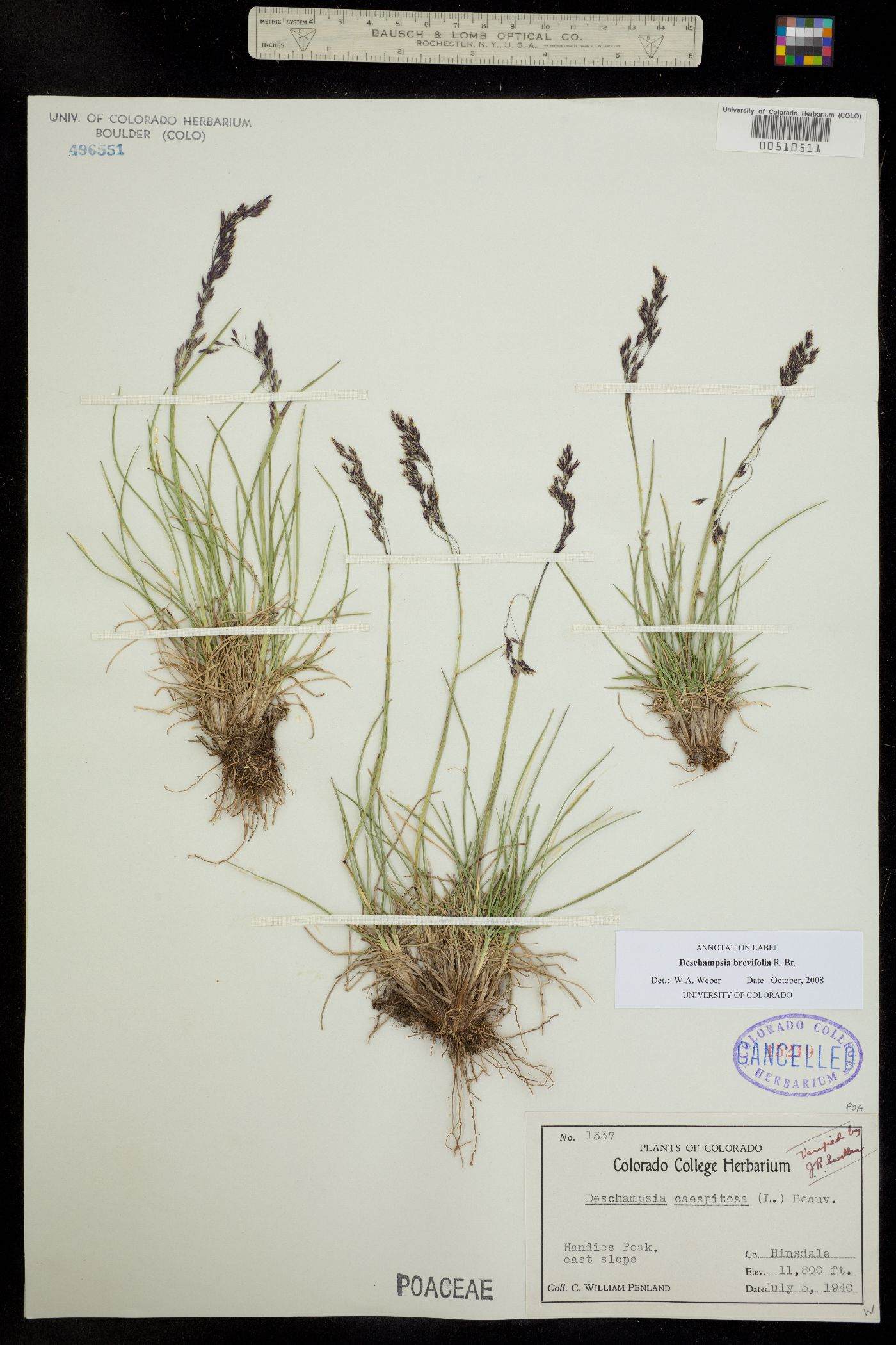 Deschampsia brevifolia image