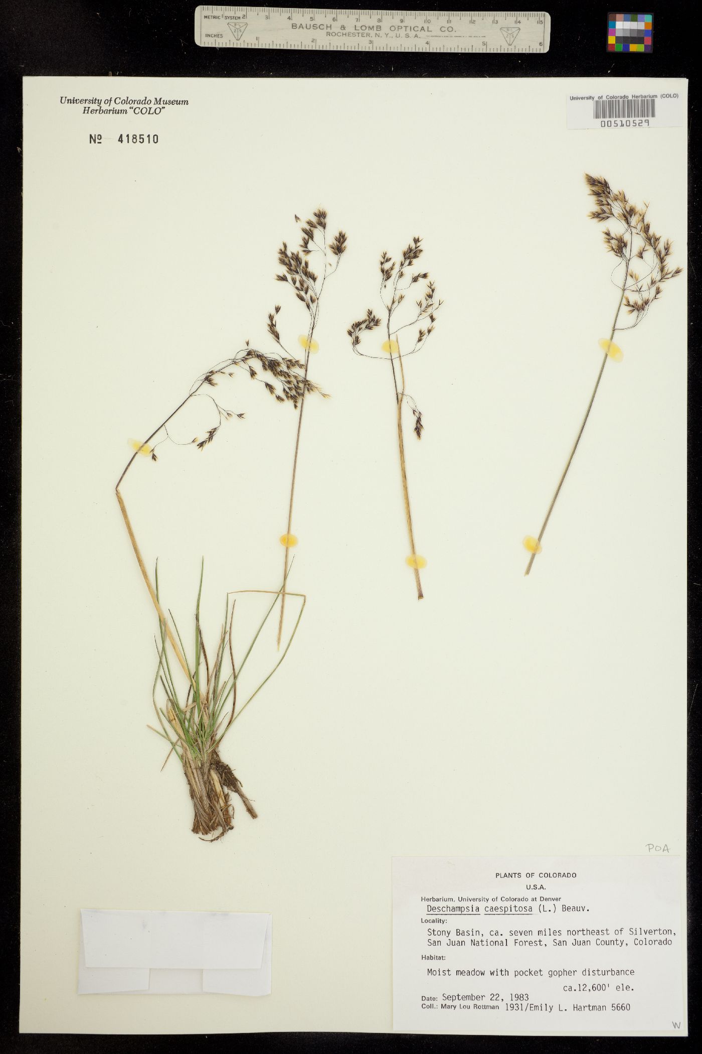 Deschampsia cespitosa image