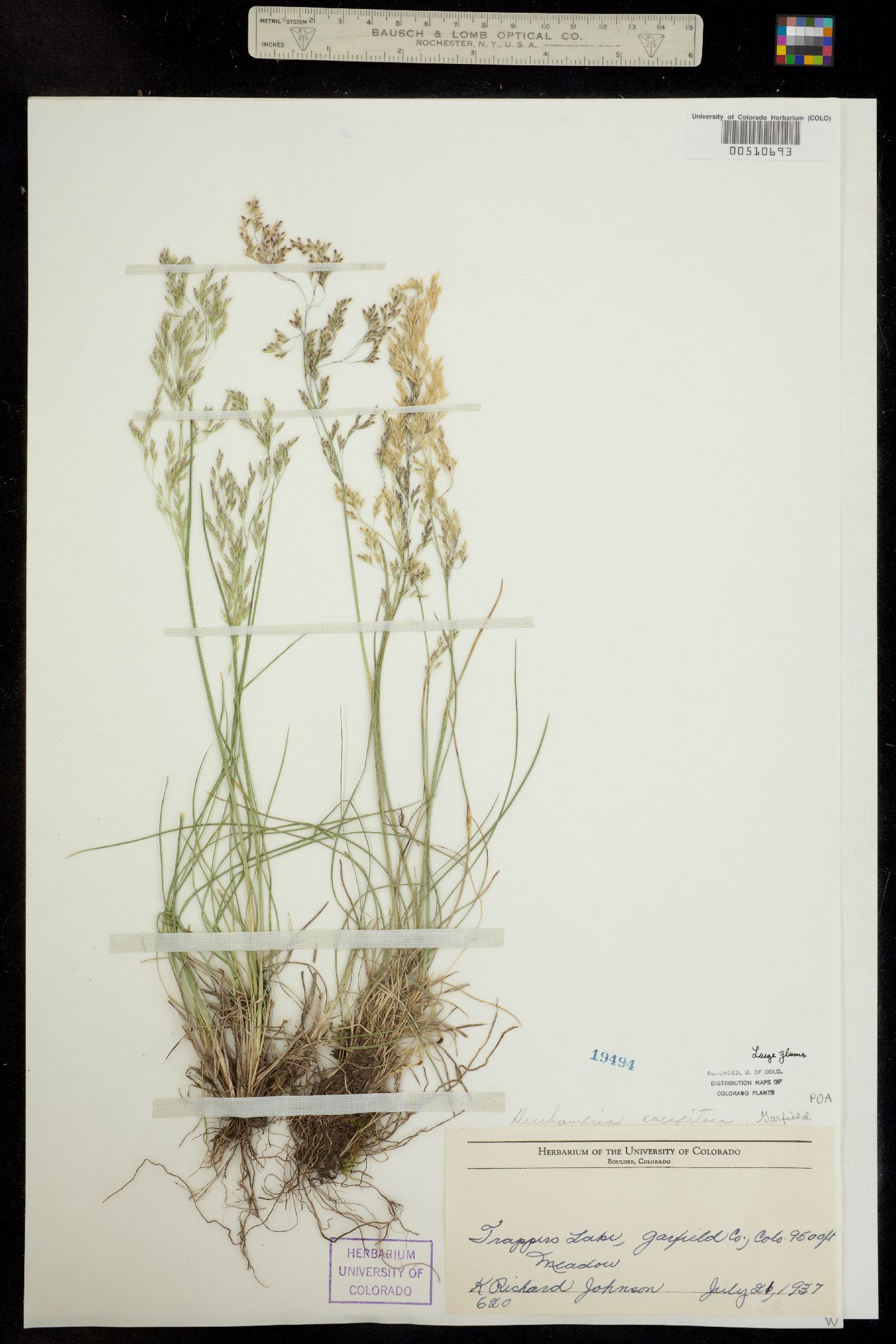 Deschampsia cespitosa image