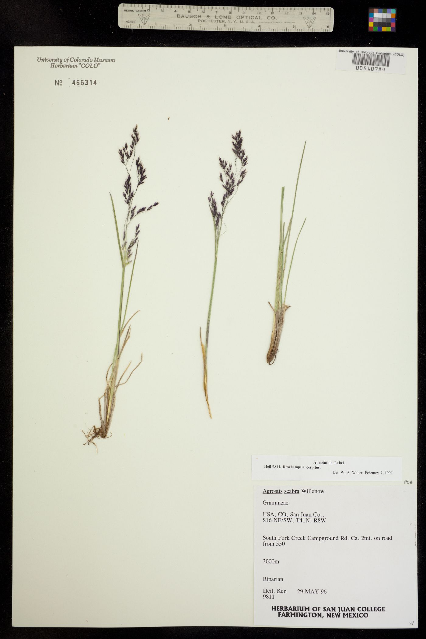 Deschampsia image