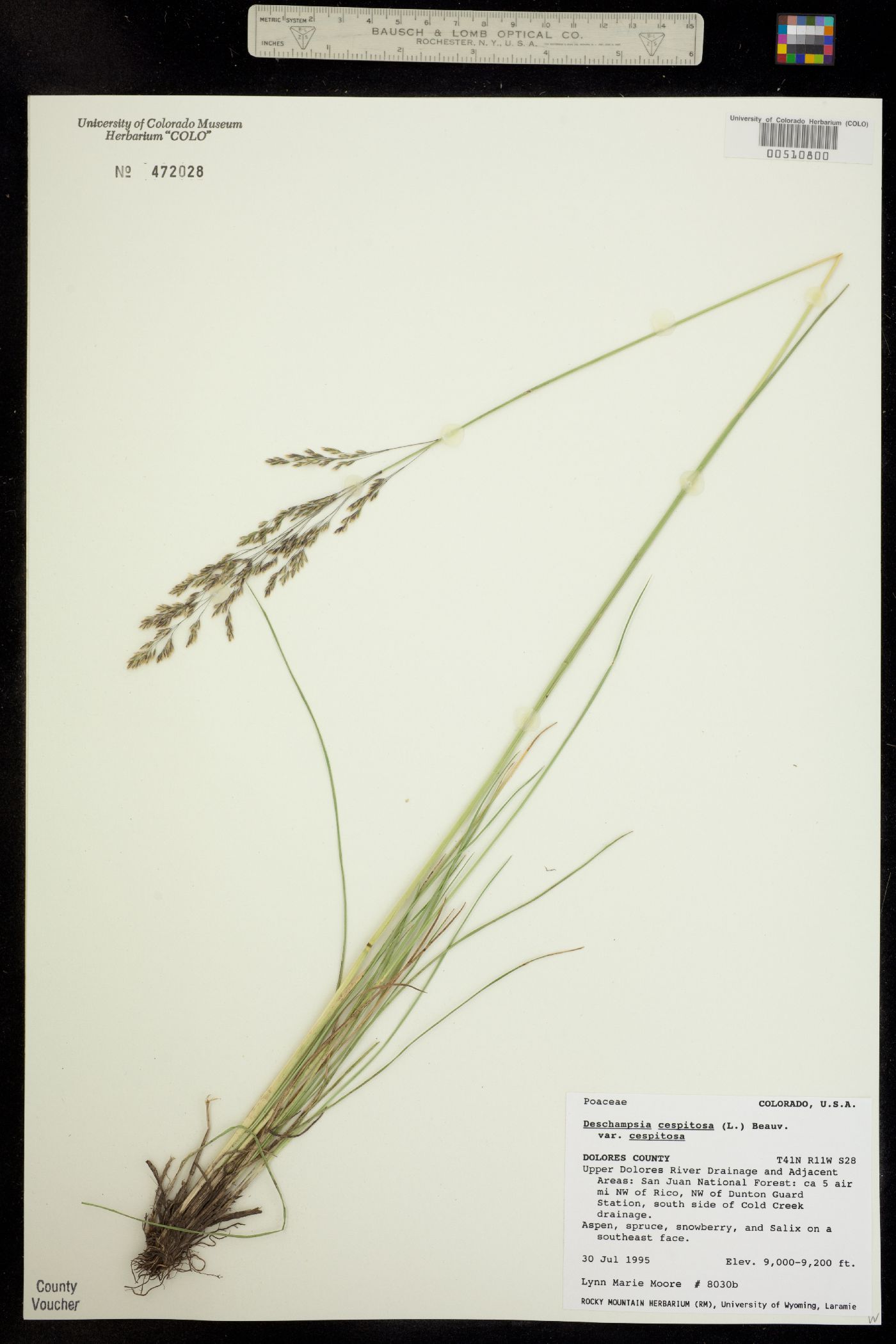 Deschampsia cespitosa ssp. cespitosa image